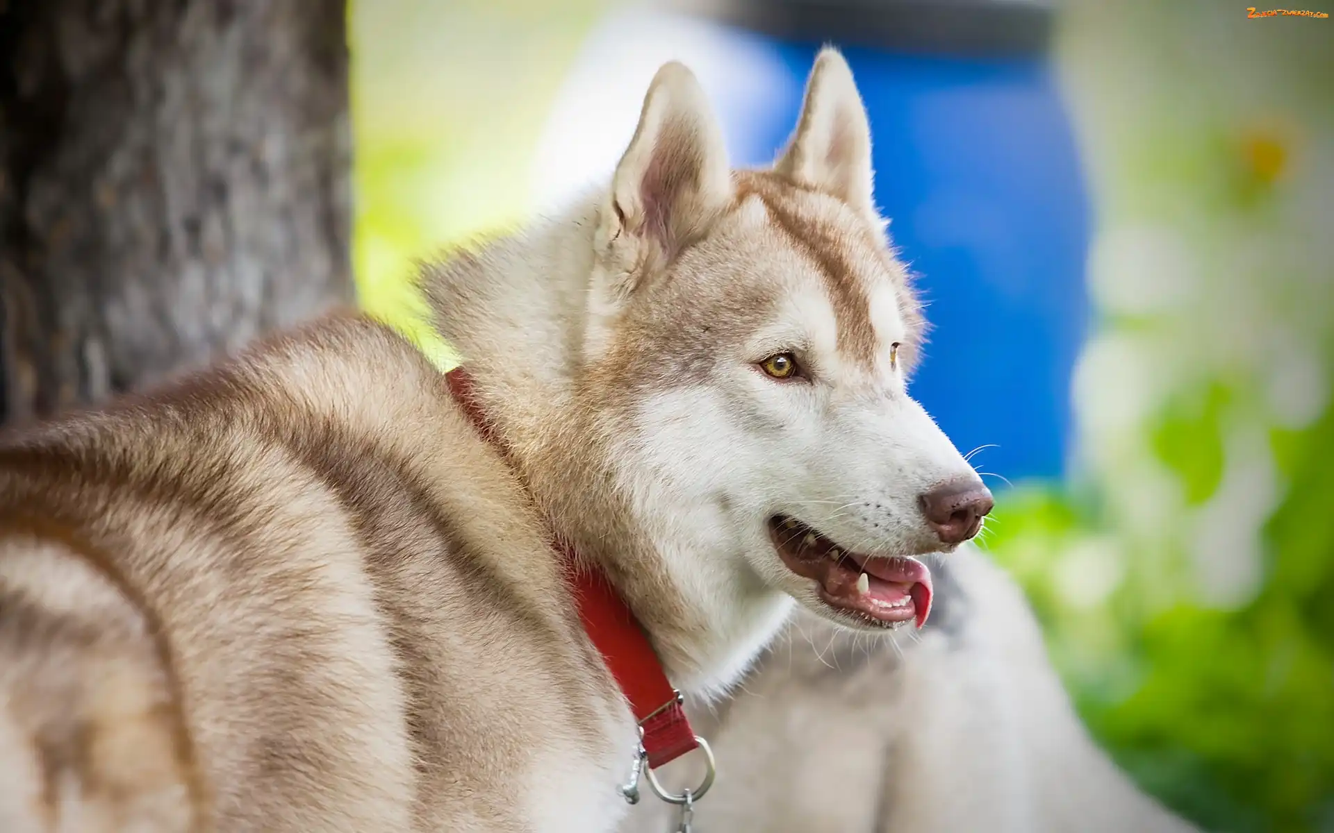 Pies, Husky