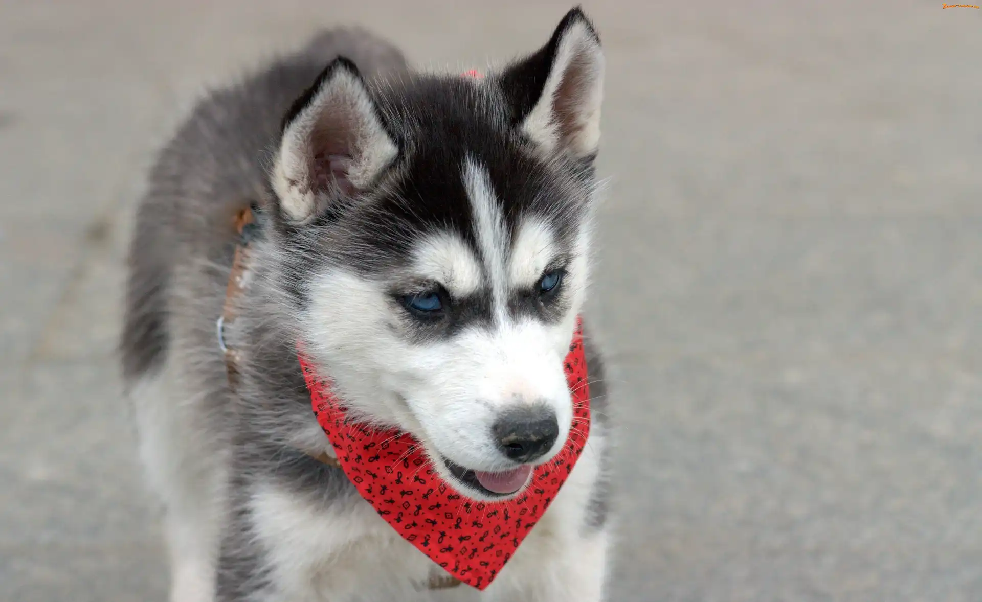 Husky, Pies, Siberian