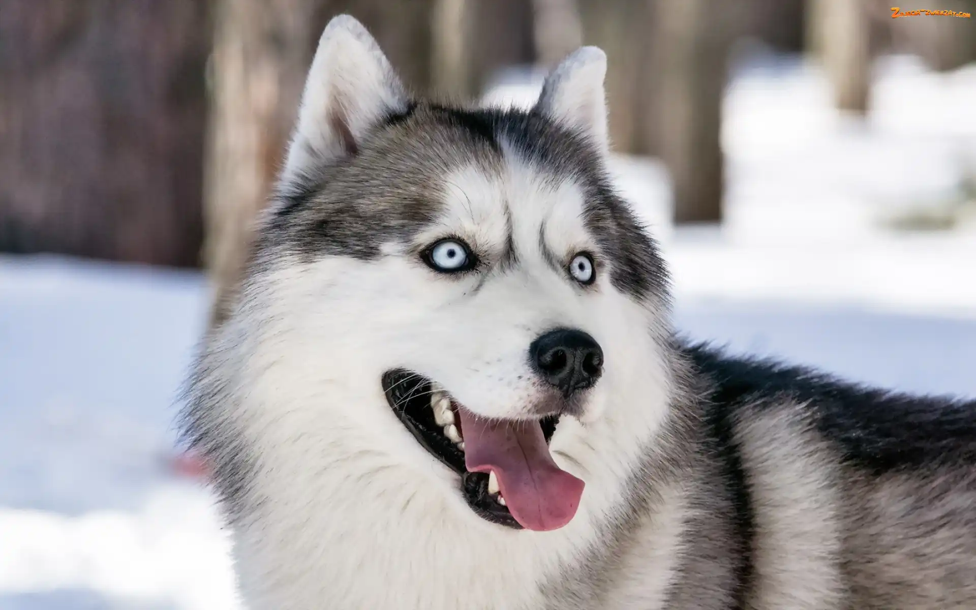 Język, Pies, Husky