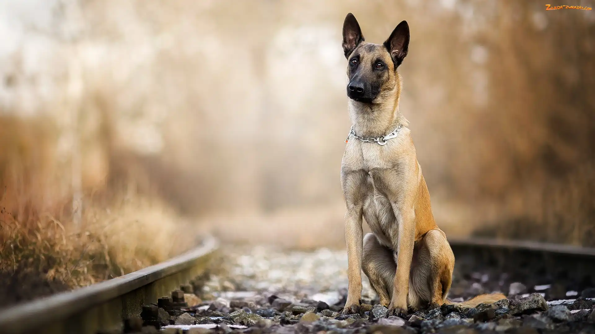 Tory, Pies, Rośliny, Rozmyte, Owczarek belgijski malinois, Kamienie