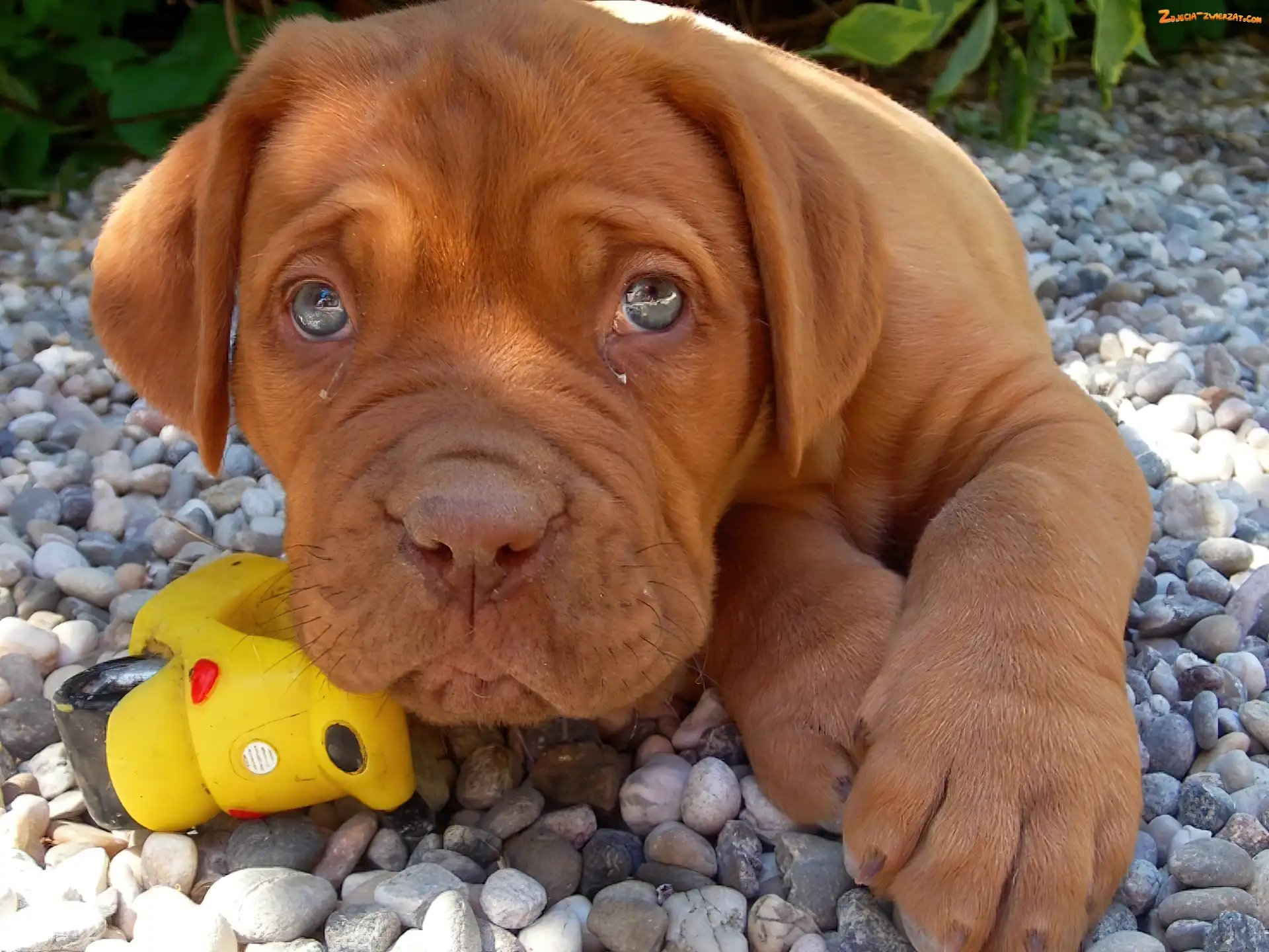 Pies, Zabawka, Dog de Bordeaux, Kamienie