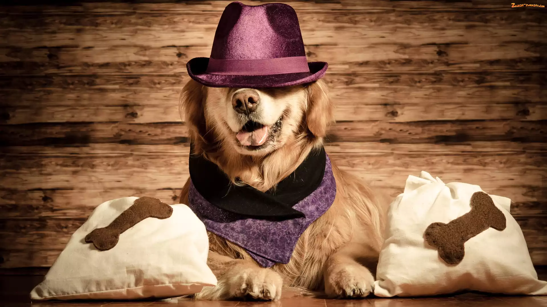 Kapelusz, Pies, Śmieszne, Poduszki, Golden retriever, Chusta