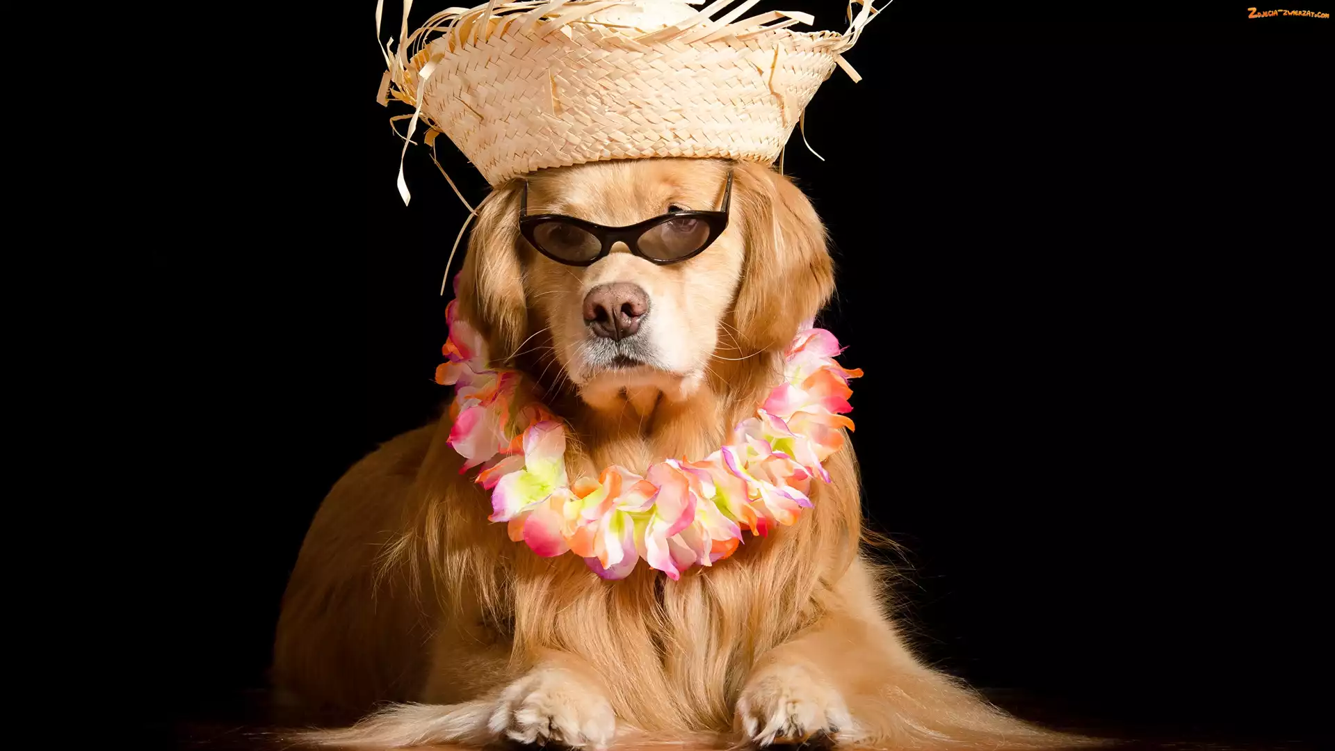 Kapelusz, Pies, Korale, Kwiaty, Golden Retriever, Okulary