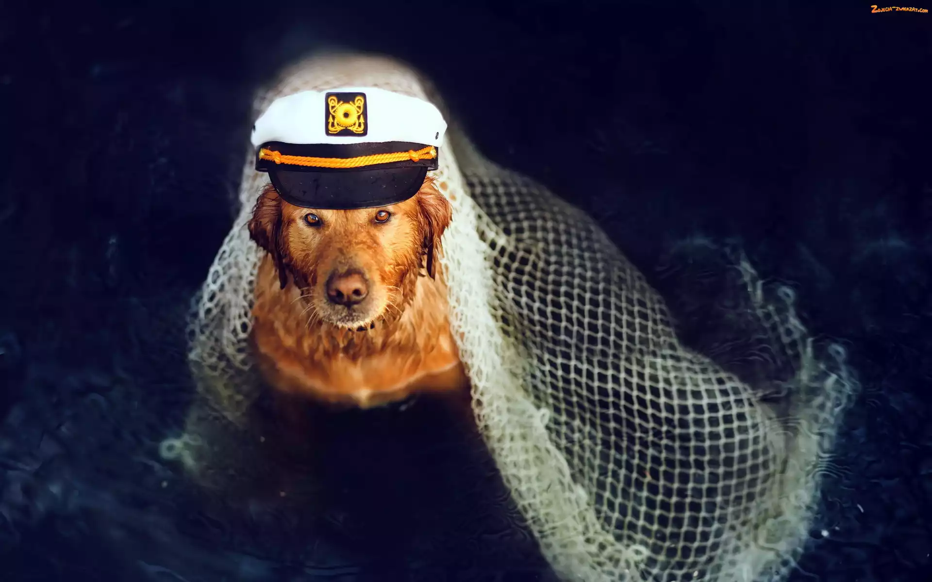 Golden retriever, Kapitan, Pies, Czapka