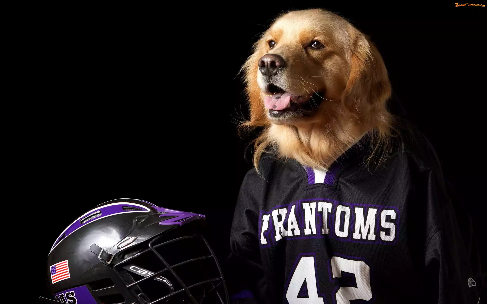 Golden retriever, Kask, Pies, Koszulka