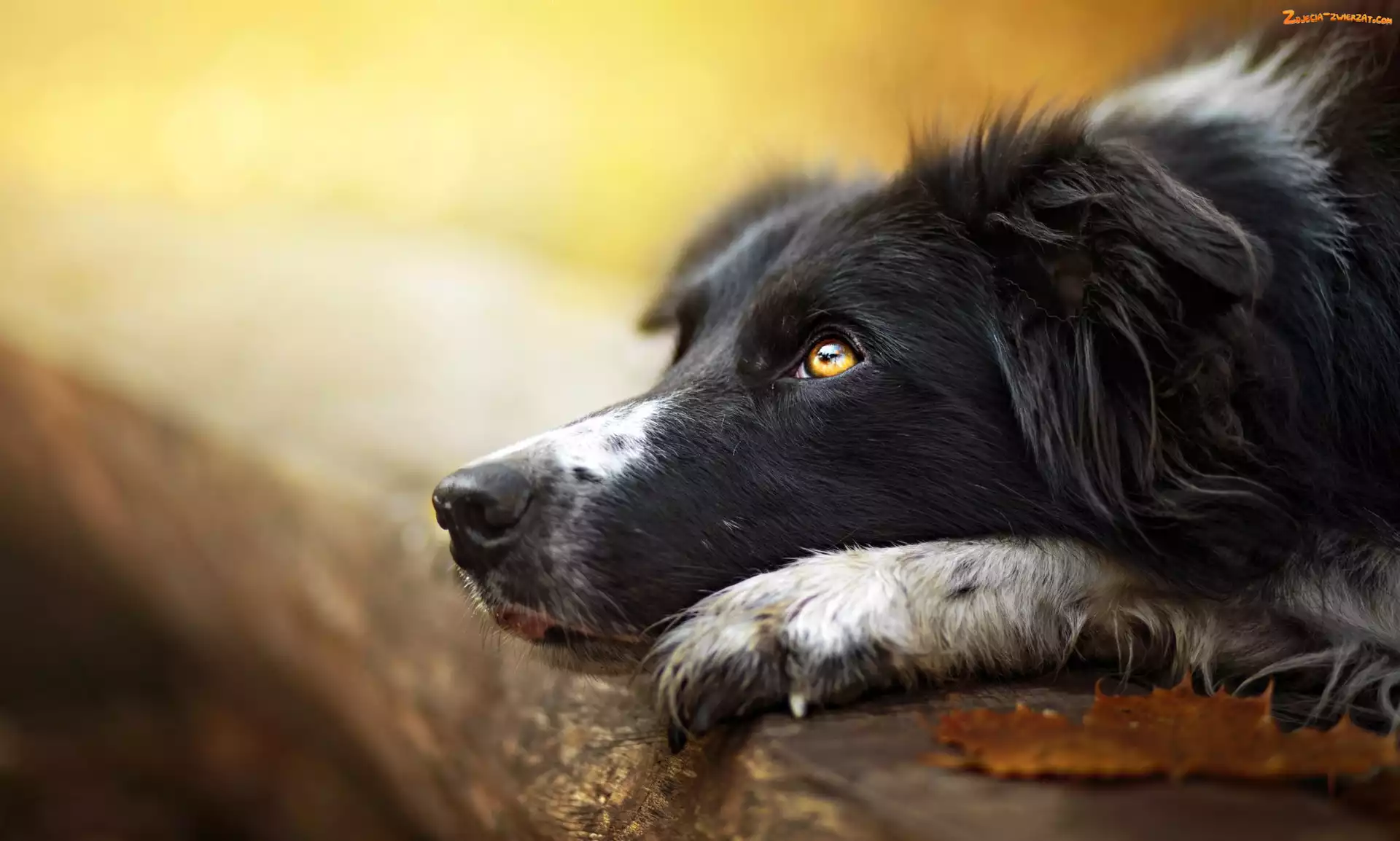 Border collie, Kłoda, Pies, Pysk