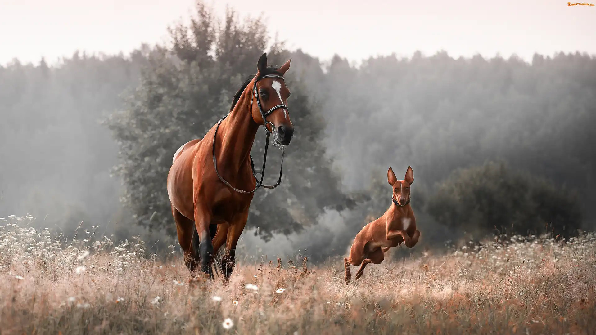 Pies, Łąka, Koń, Podenco