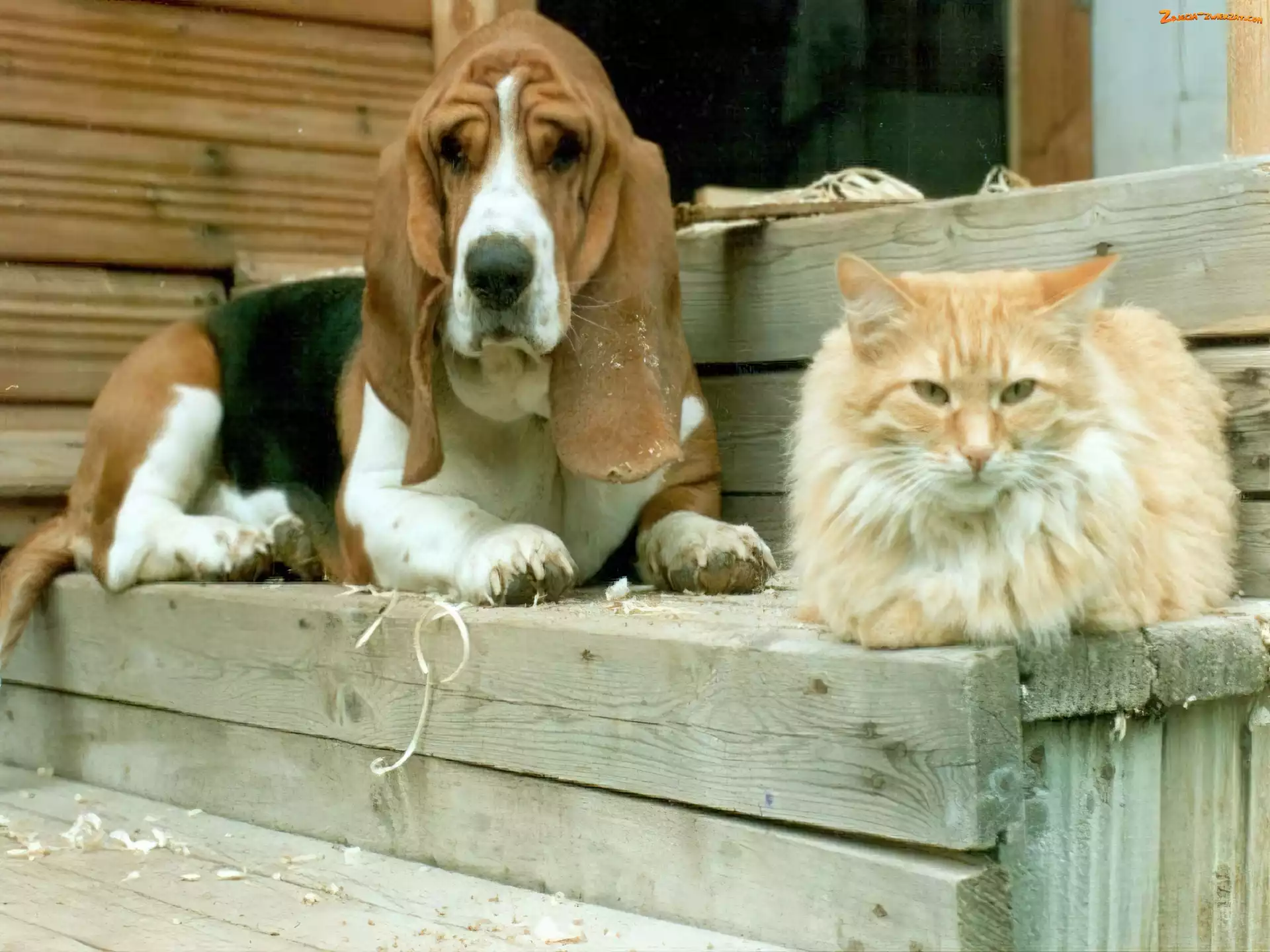 Kot, Pies, Schody, Basset