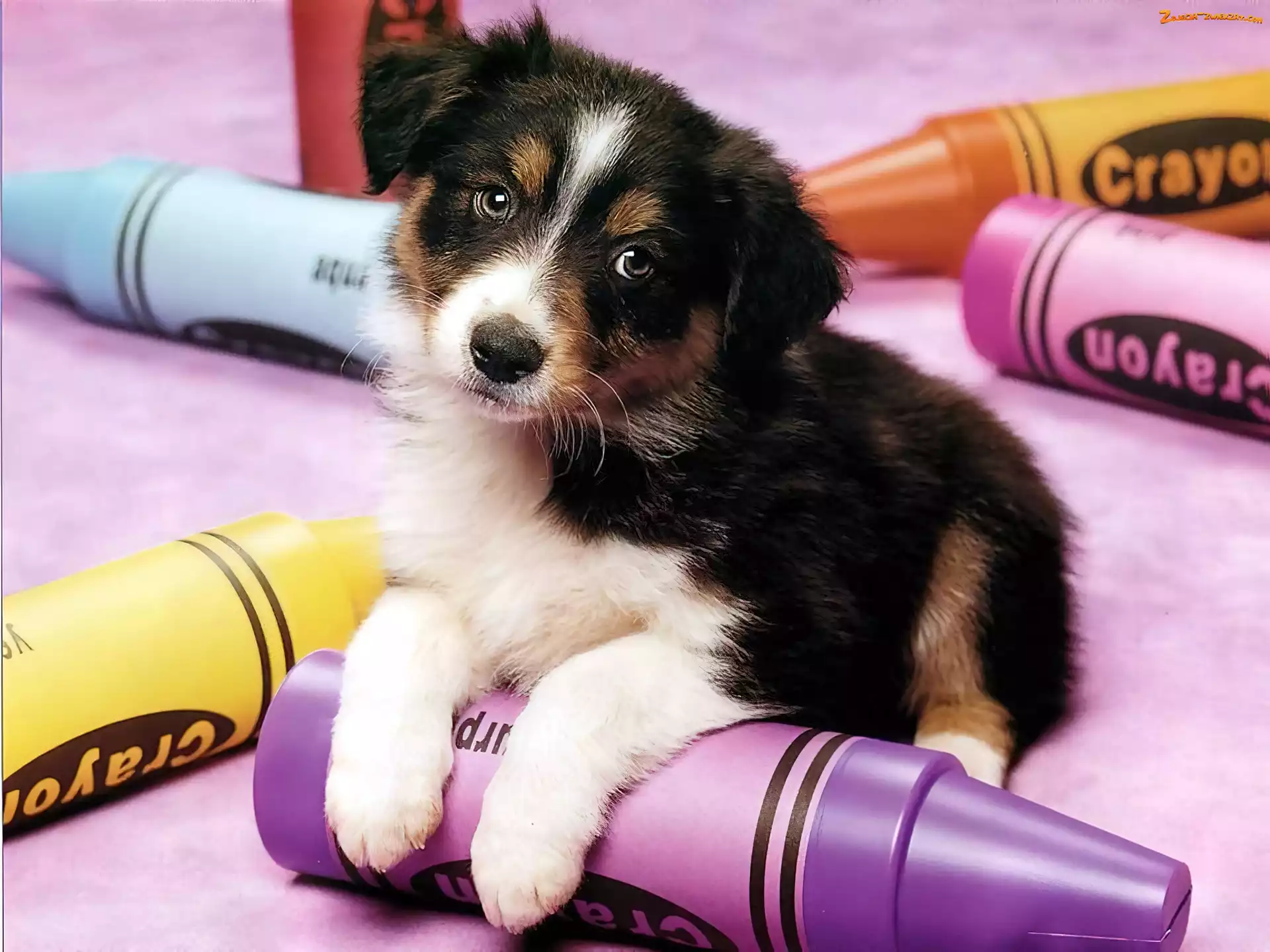 Pies, Kolorowe, Border Collie, Kredki