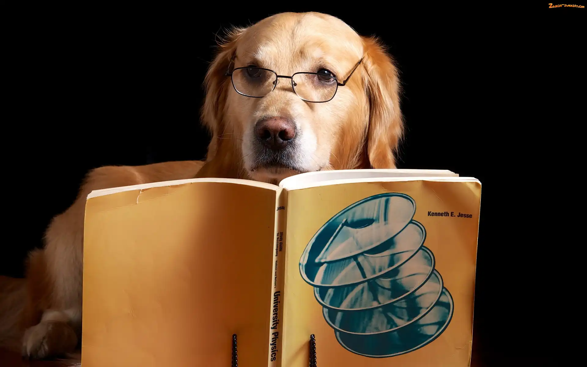 Książka, Pies, Okulary