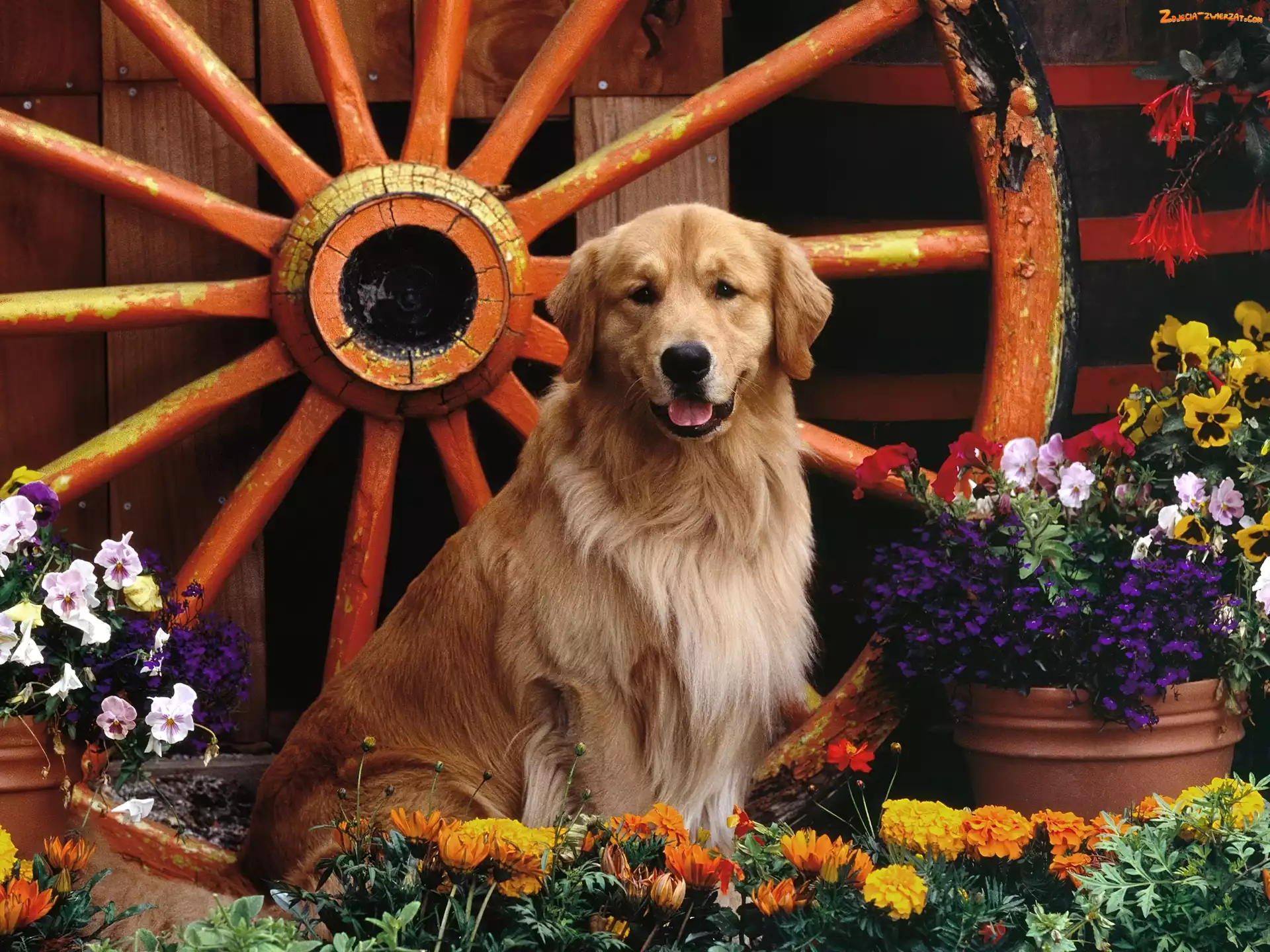 Koło, Golden Retriever, Pies, Kwiaty
