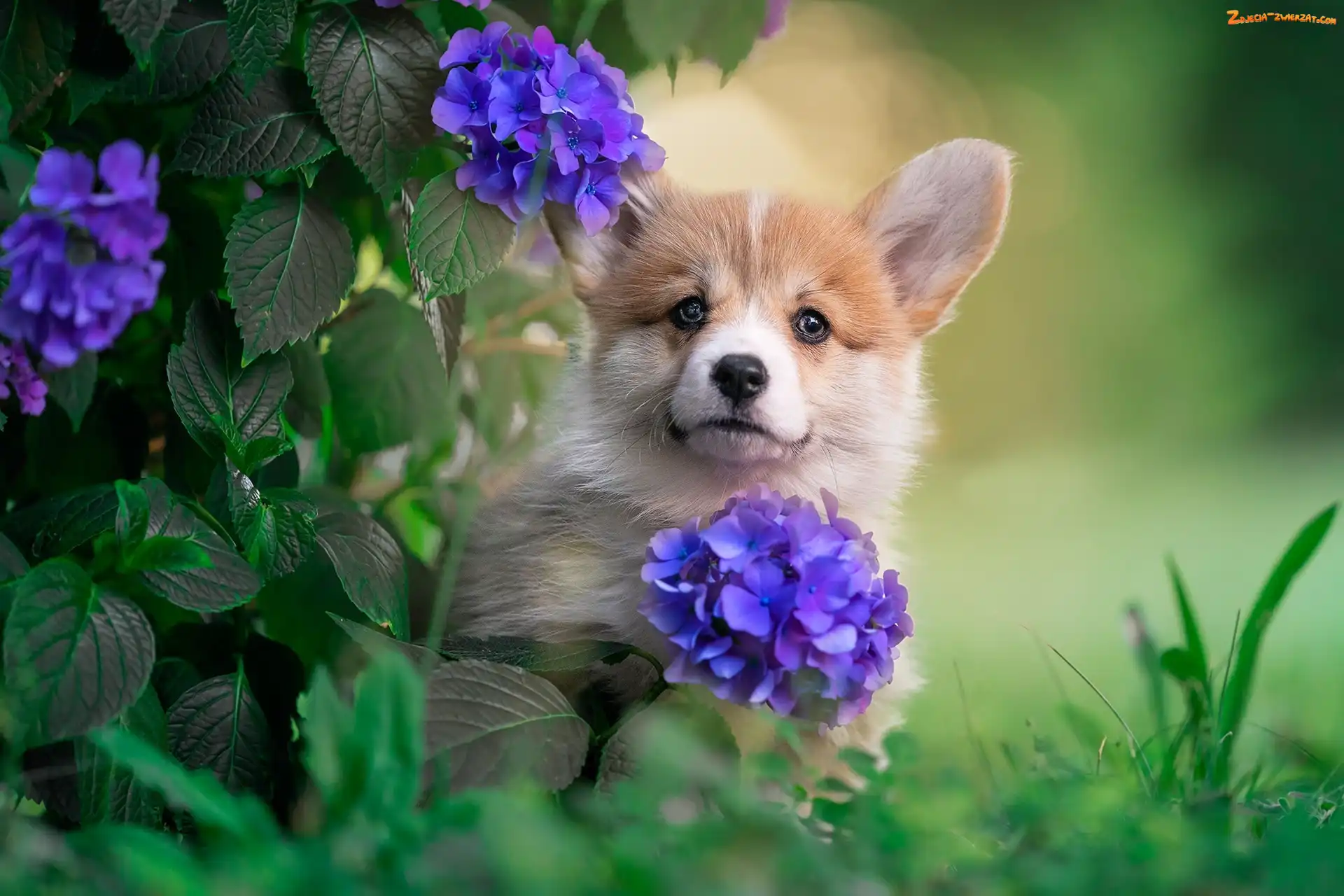 Welsh corgi pembroke, Pies, Hortensja, Kwiaty