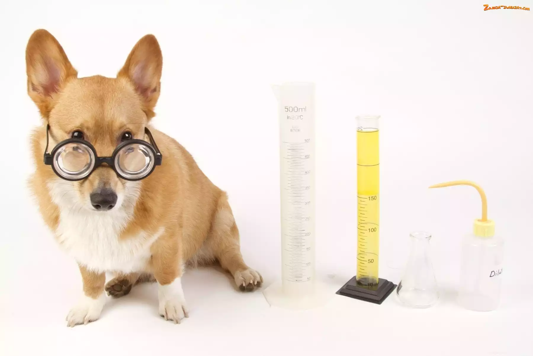 Laboratorium, Pies, Okulary