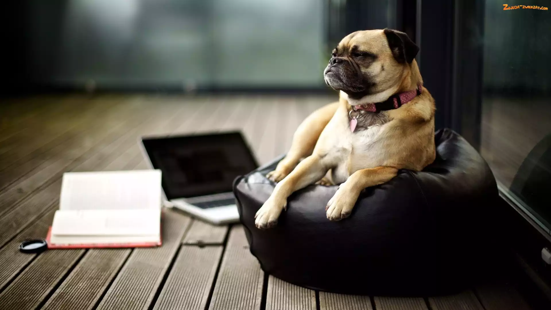 Laptop, Pies, Fotel