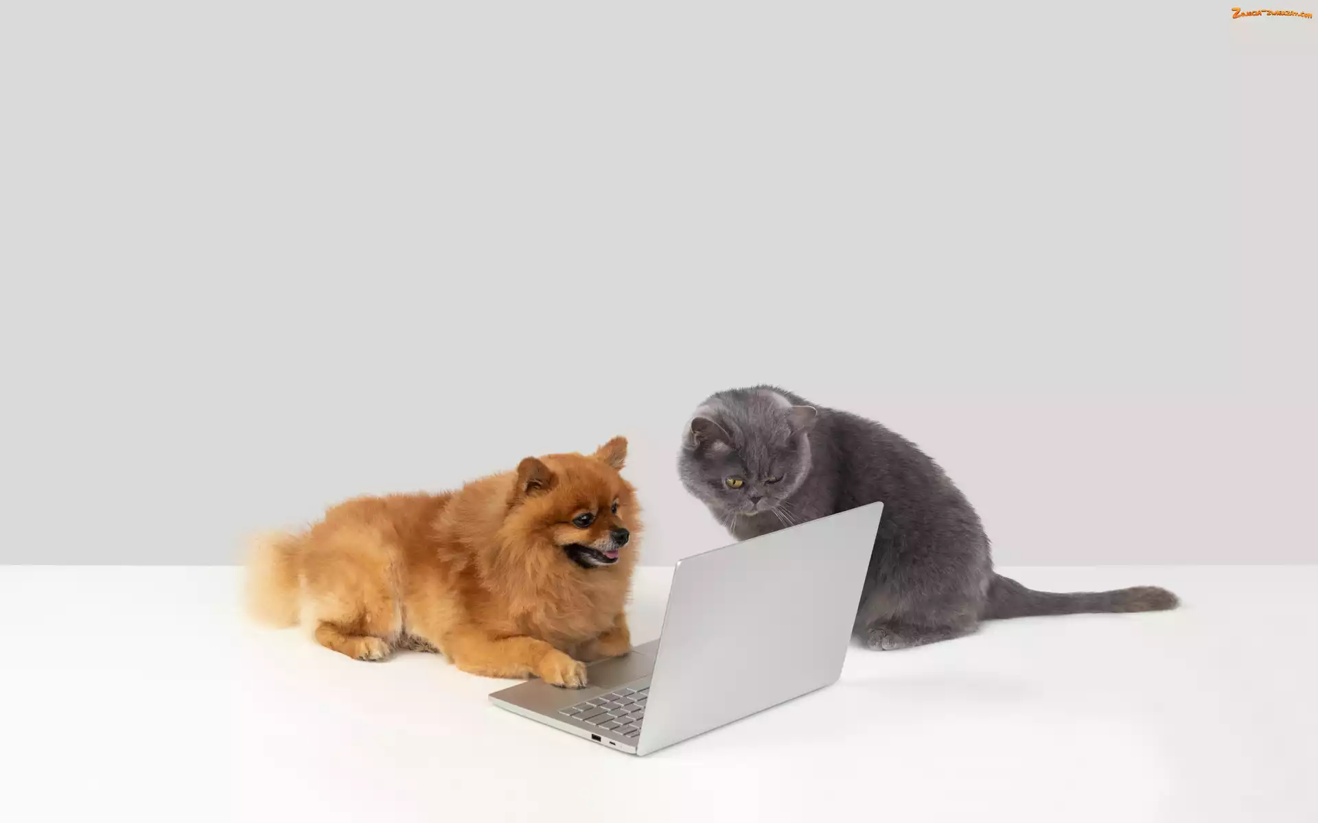 Laptop, Pies, Kot