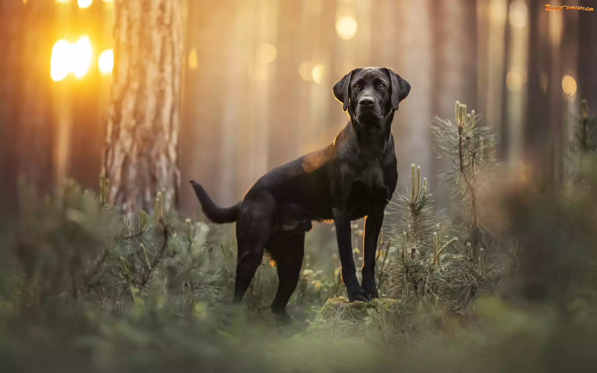 Czarny, Pies, Las, Labrador retriever