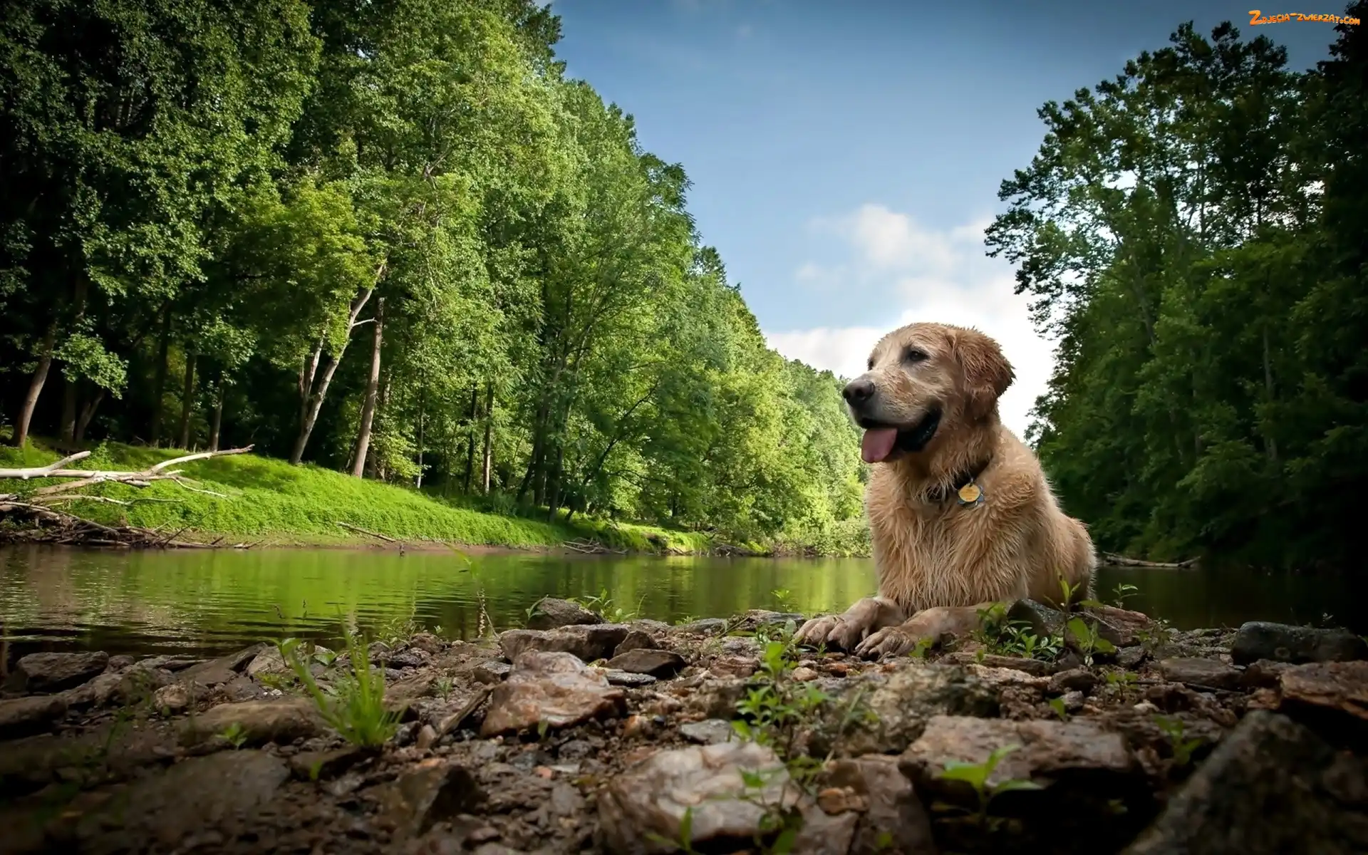 Golden Retriever, Las, Pies, Rzeka
