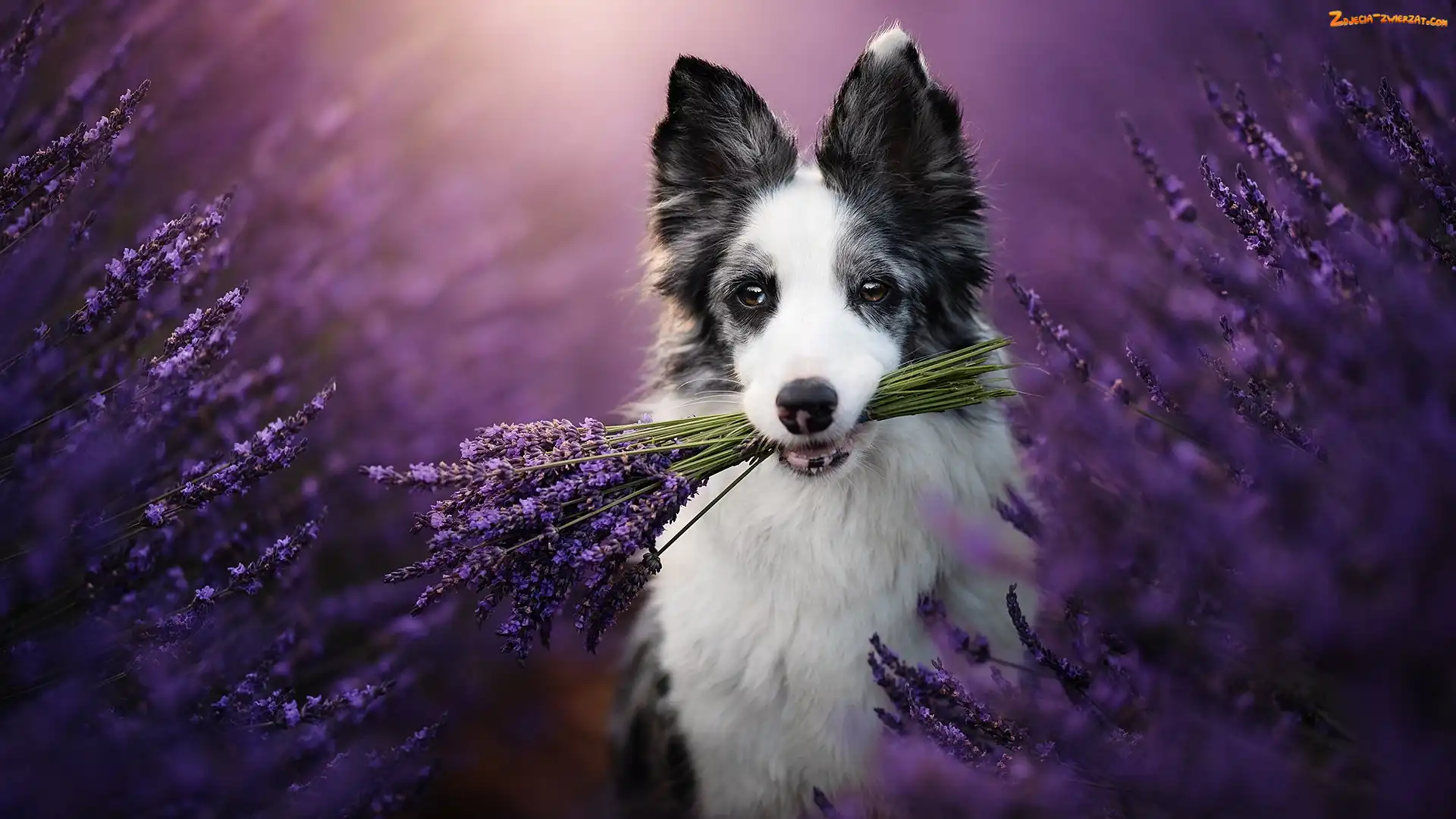 Lawenda, Border collie, Pies