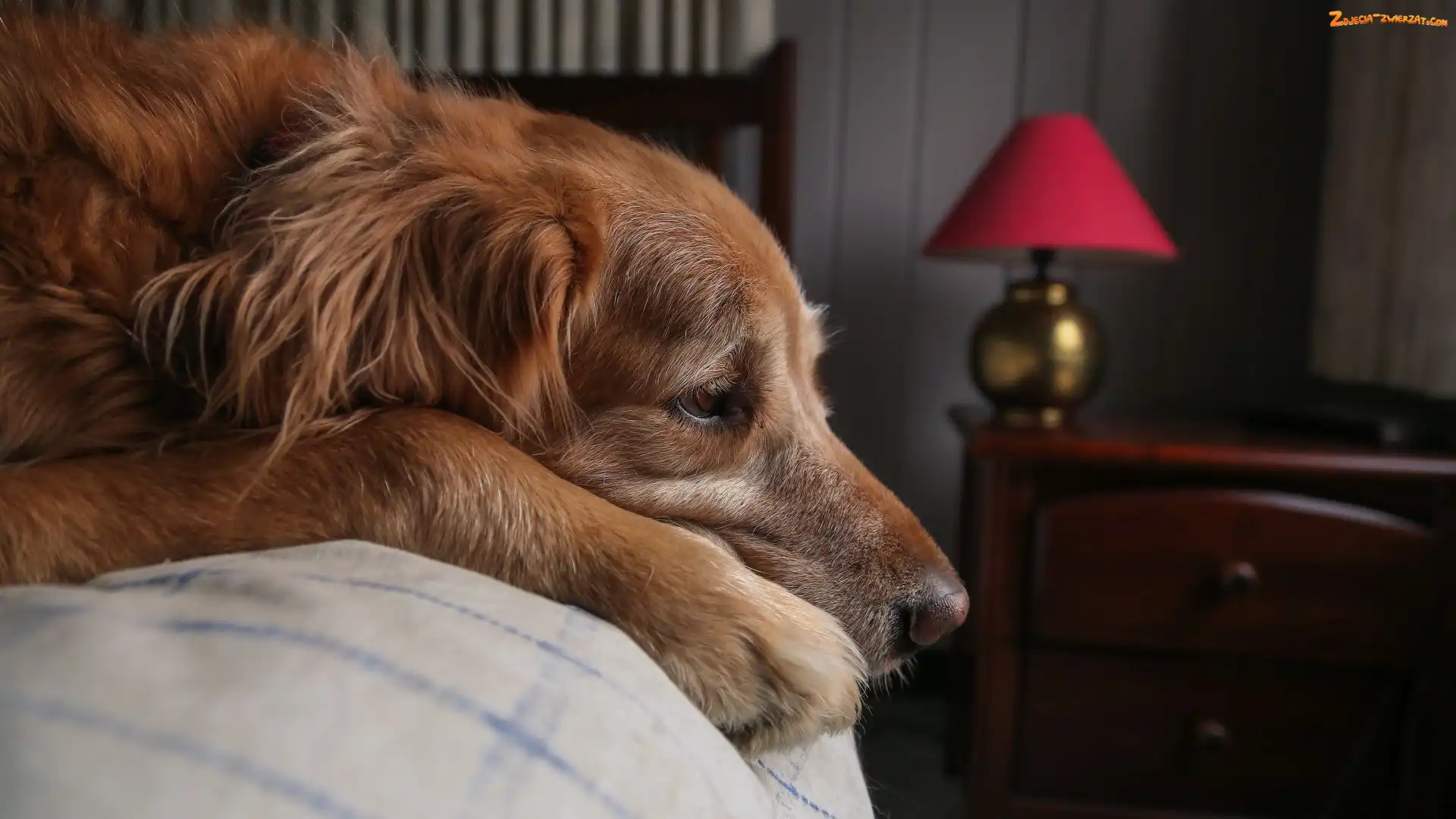 Pies, Golden retriever, Leżący, Łóżko