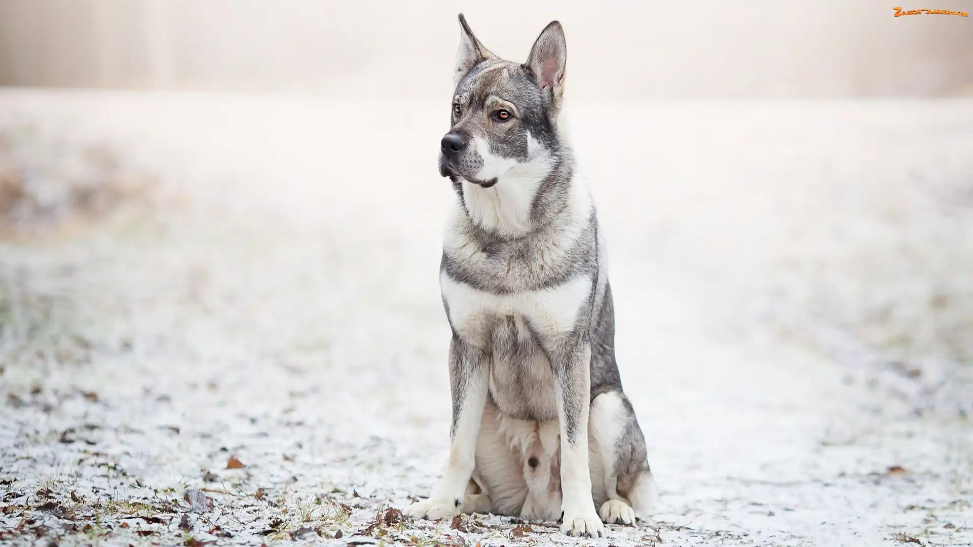 Liście, Pies, Tło, Rozmyte, Szwedzki elkhund, Śnieg