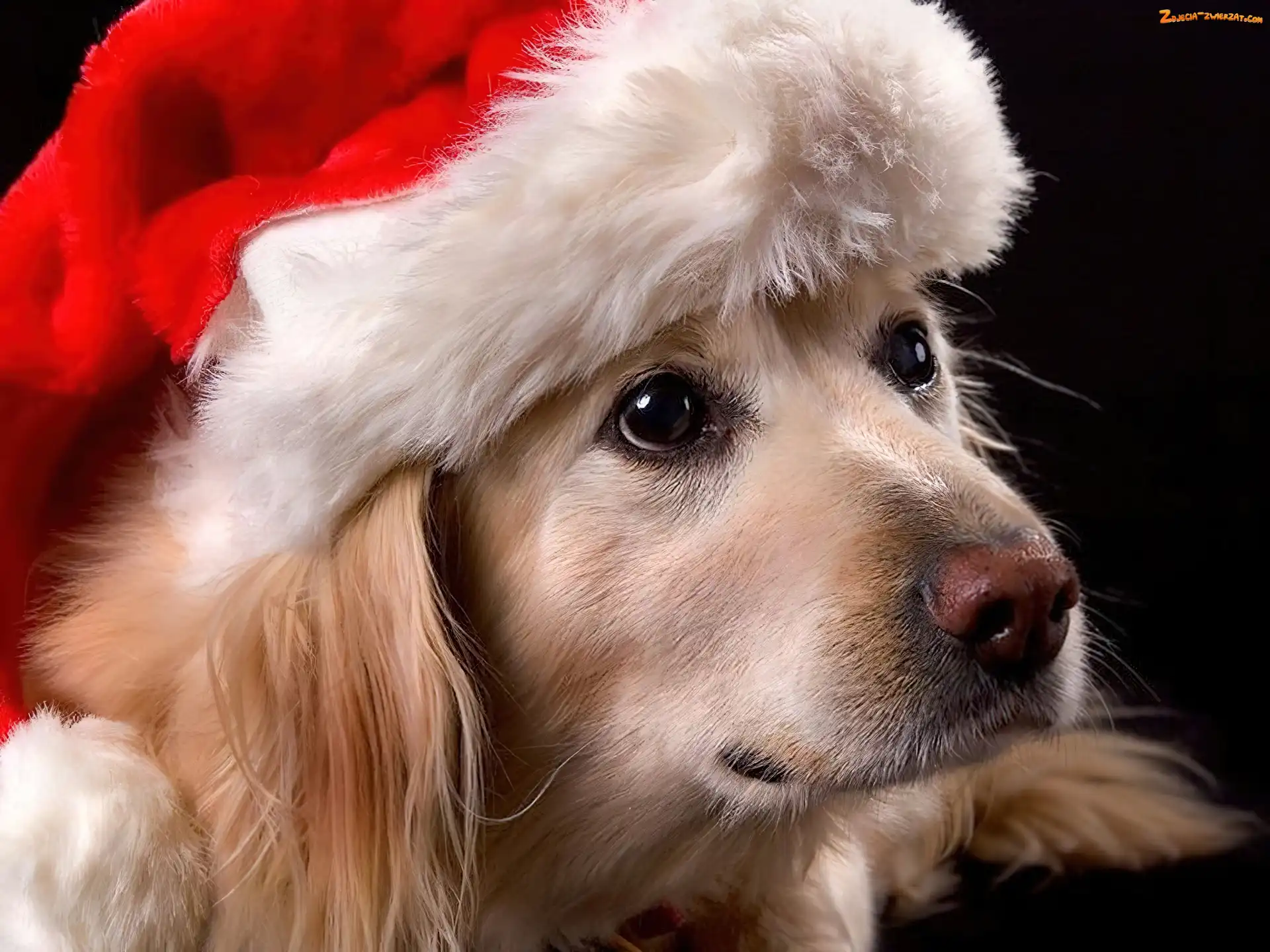 Golden retriever, Mikołaja
, Pies, Czapka