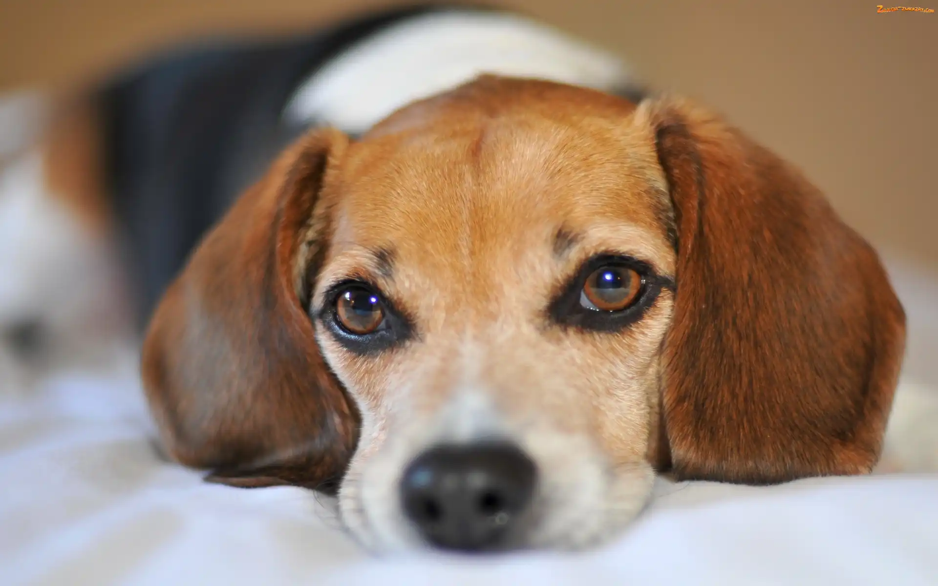 Pies, Oczy, Beagle, Mordka