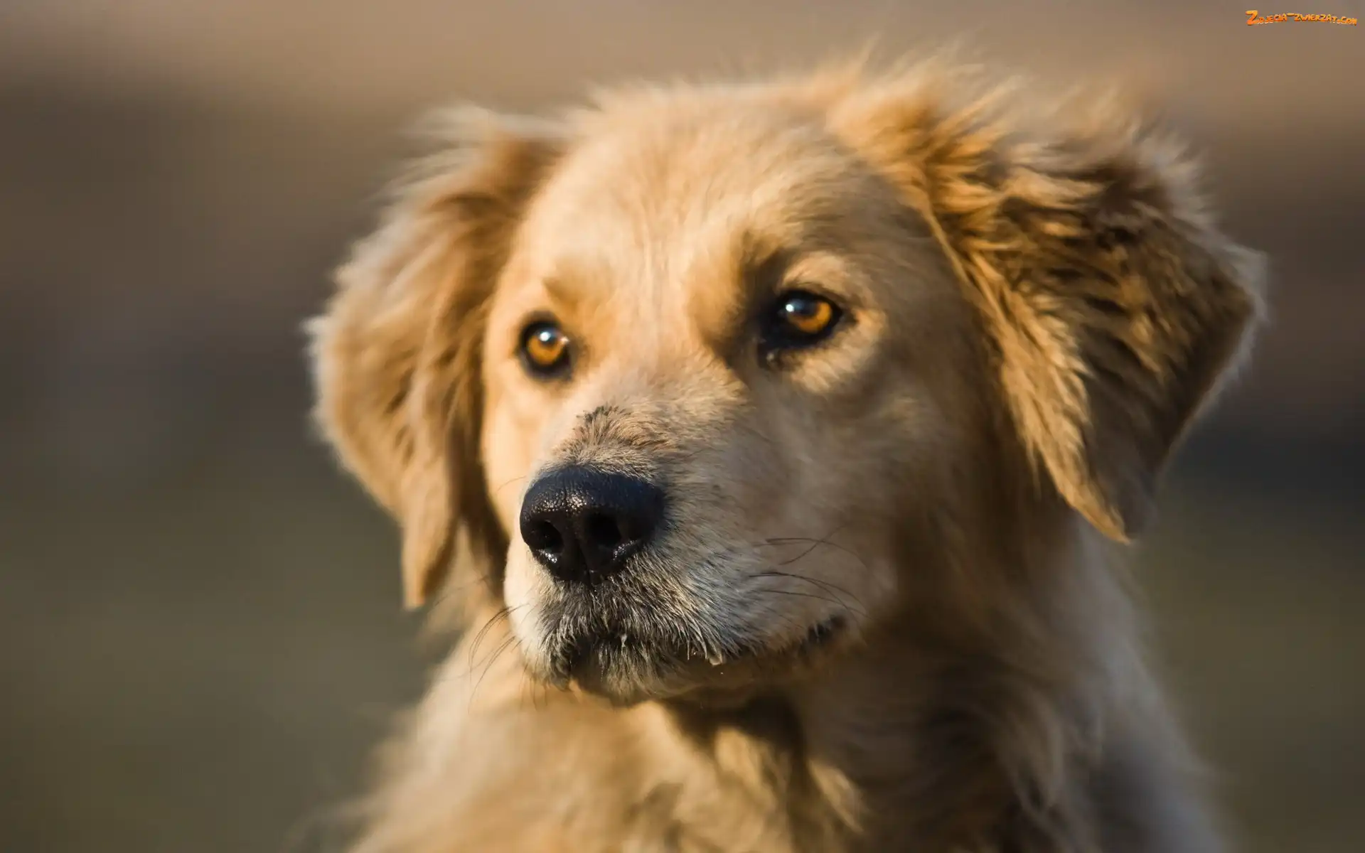 Golden Retriever, Pies, Mordka