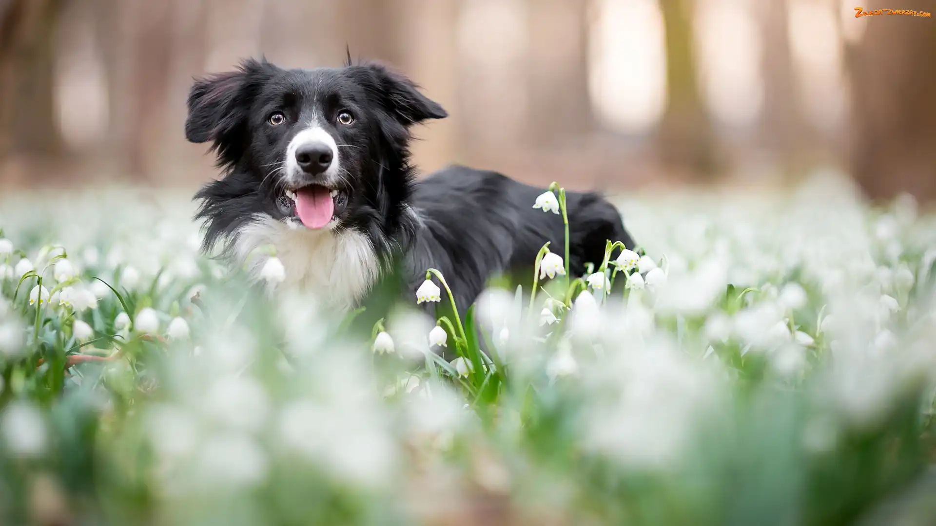 Mordka, Pies, Śnieżyce, Kwiaty, Border collie, Łąka