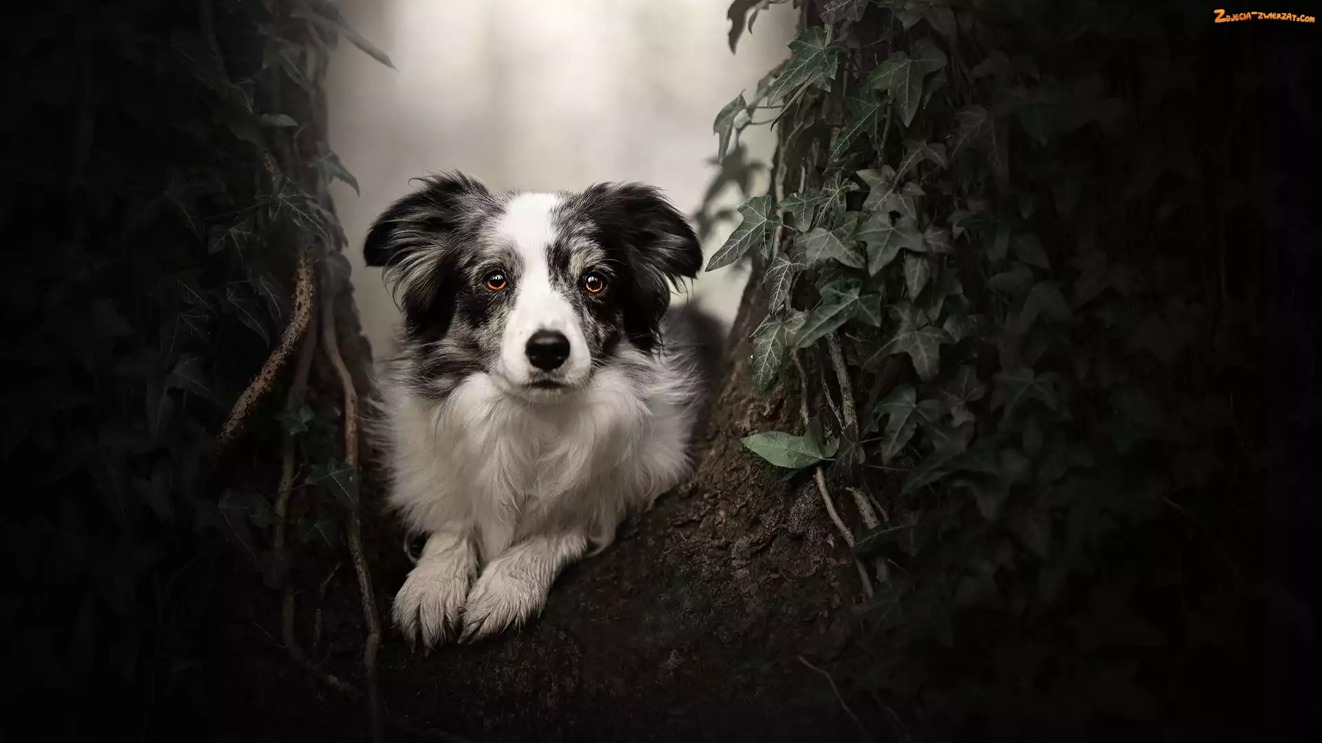 Mordka, Pies, Liście, Roślina, Border collie, Drzewo