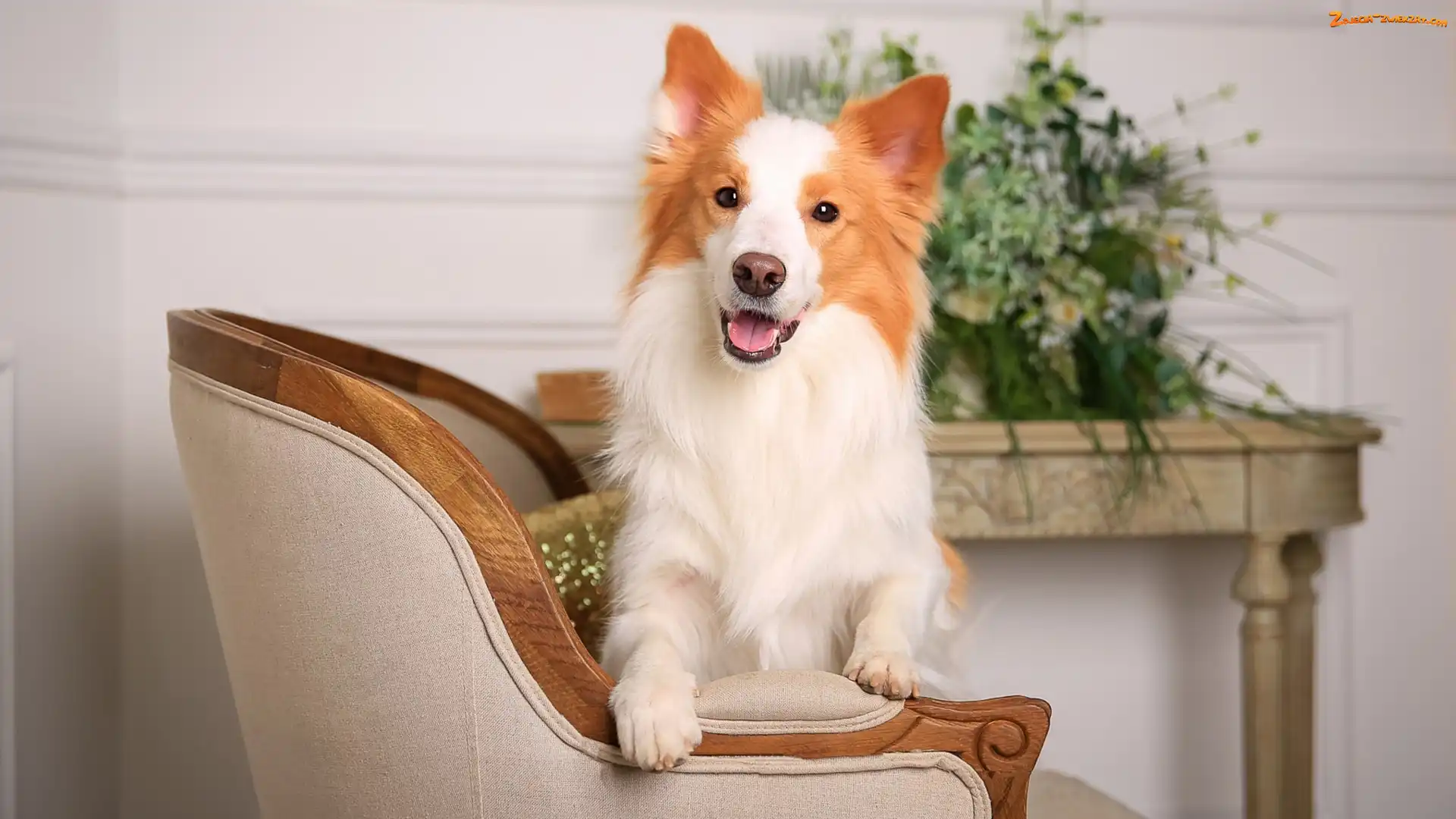 Mordka, Pies, Kwiaty, Stolik, Border collie, Fotel