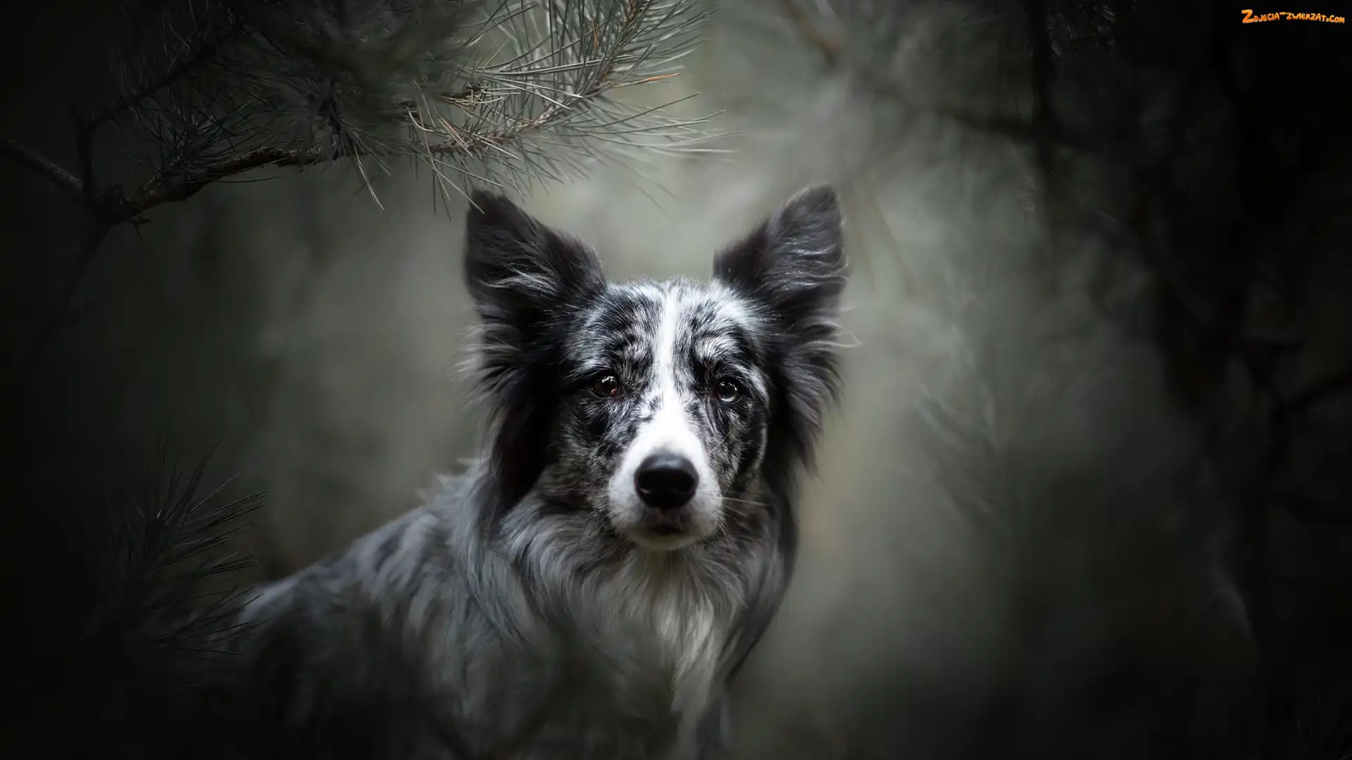 Mordka, Pies, Tło, Rozmyte, Border collie, Gałązki