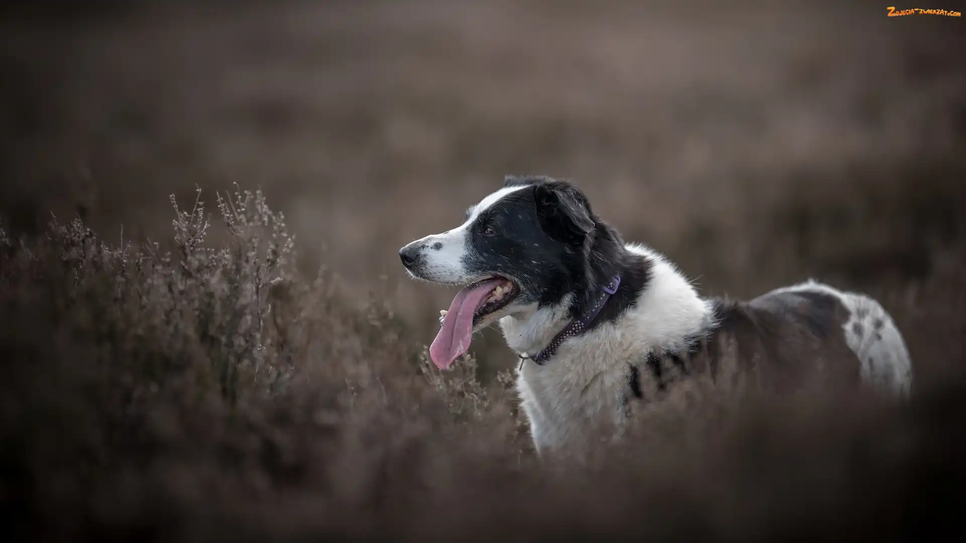 Mordka, Pies, Rośliny, Łąka, Border collie, Jęzor