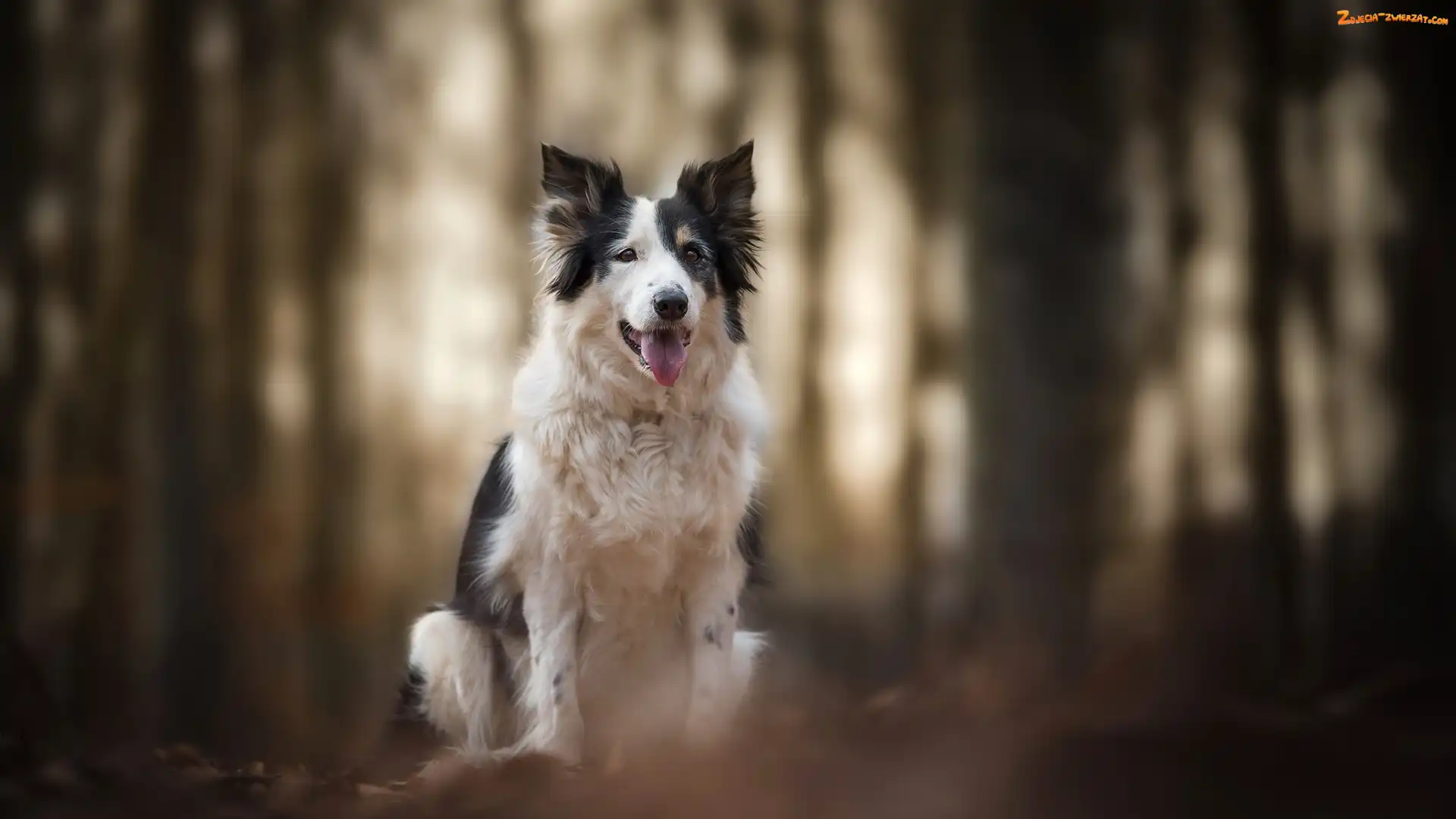 Mordka, Pies, Tło, Rozmyte, Border collie, Jęzor