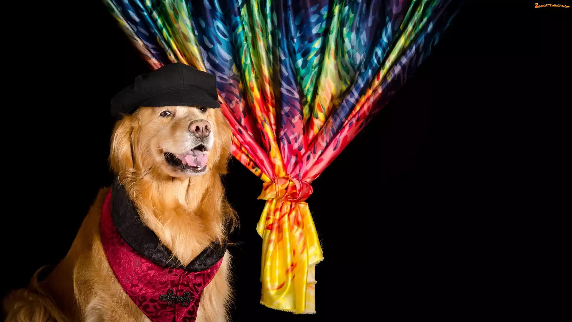 Mordka, Pies, Zasłona, Ubranko, Golden retriever, Kapelusz