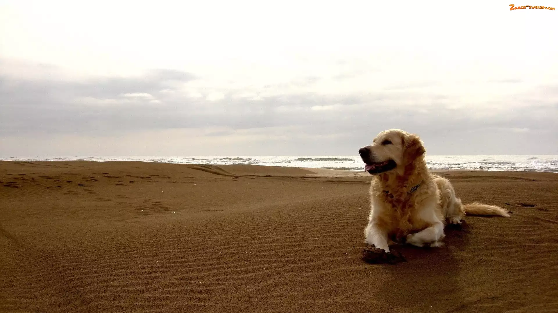 Golden Retriever, Morze, Pies, Plaża