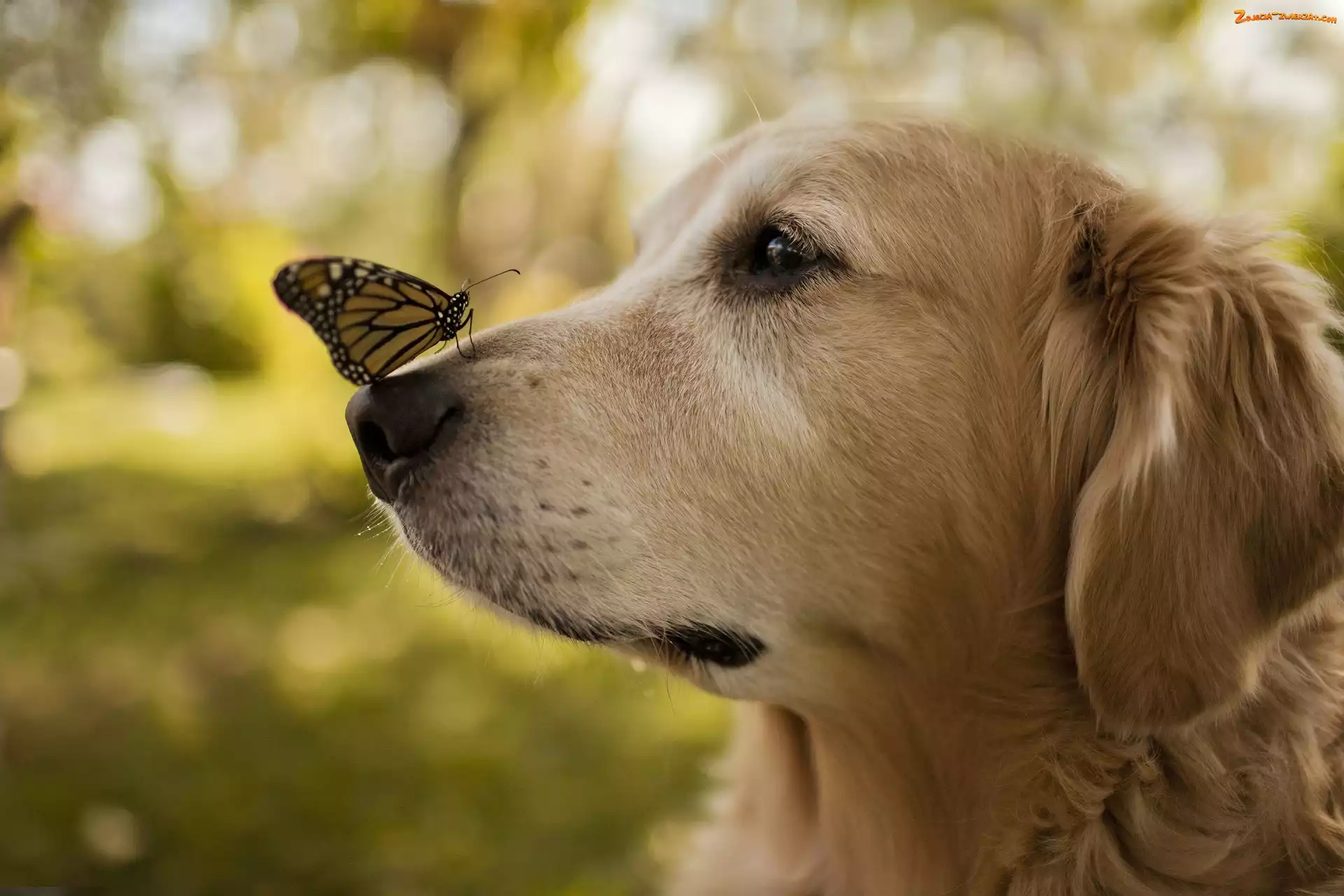 Motyl, Pies, Golden retriever