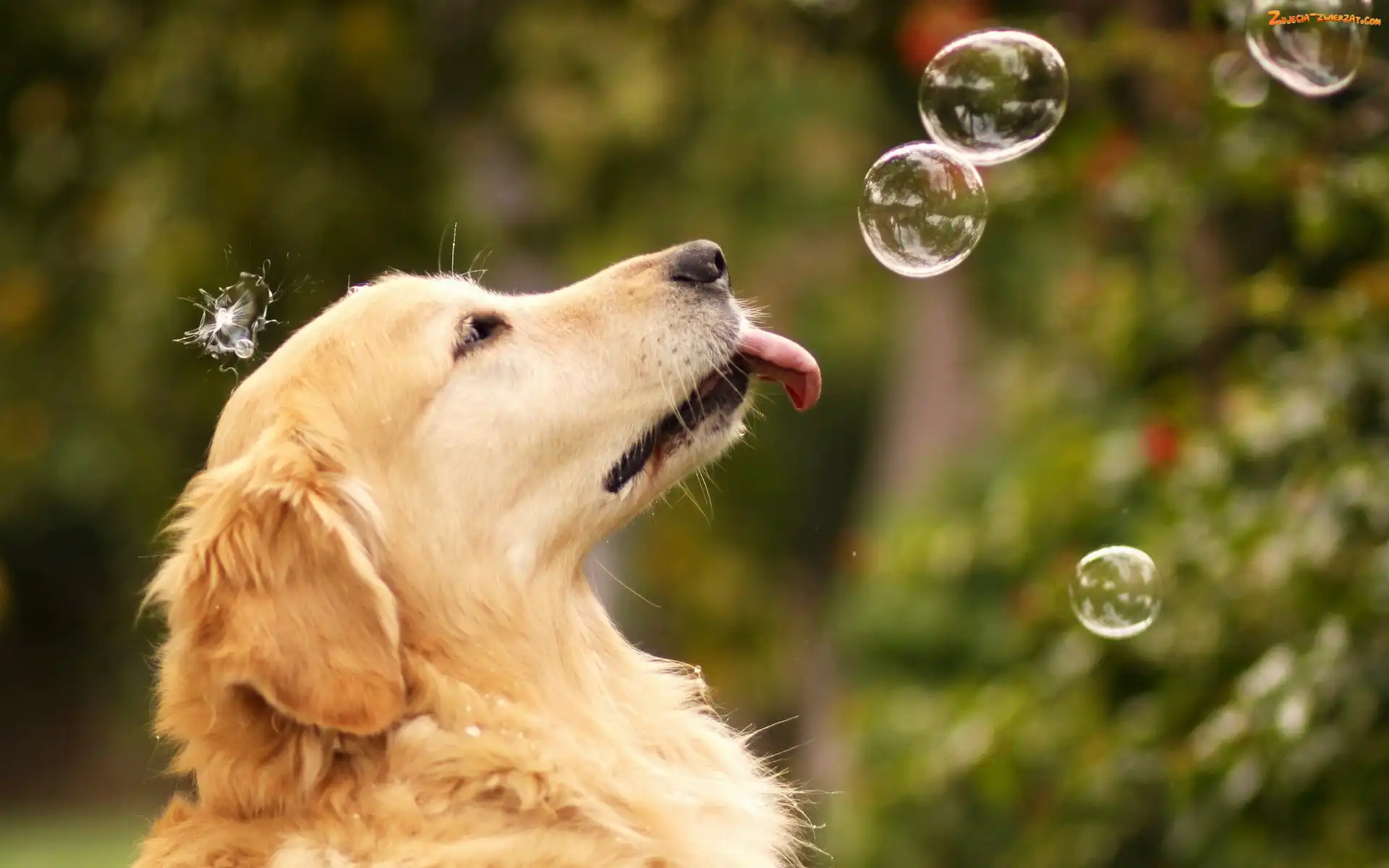 Bańki, Golden Retriever, Pies, Mydlane