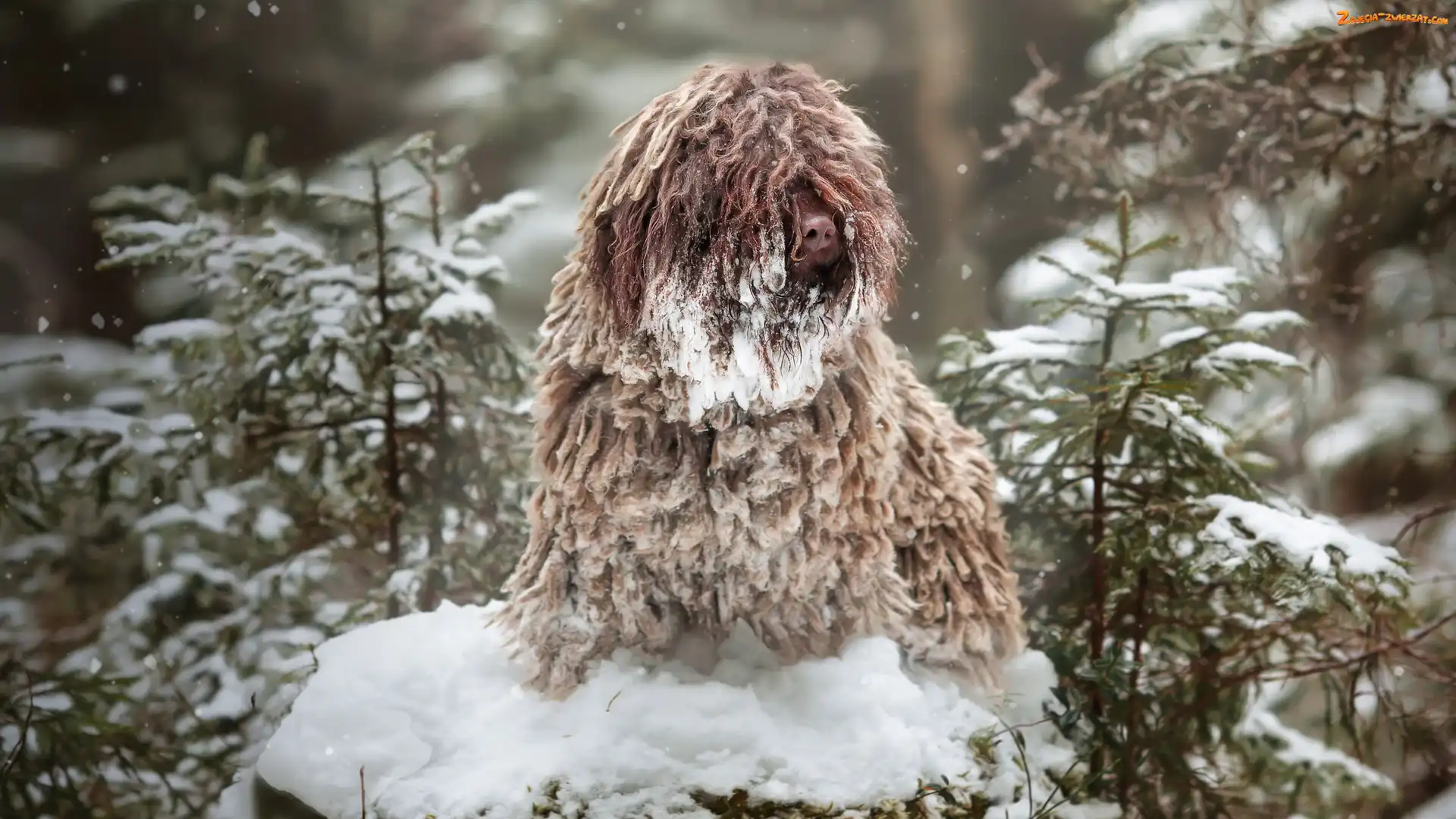 Śnieg, Pies, Puli