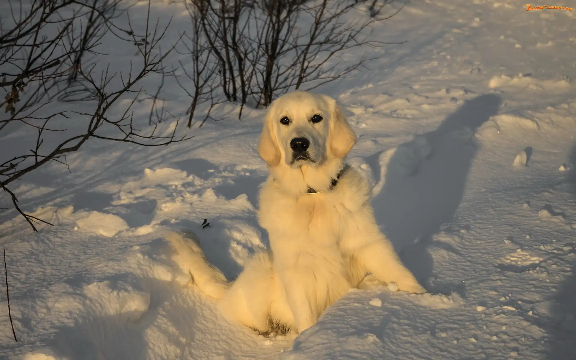 Śnieg, Pies, Retriever