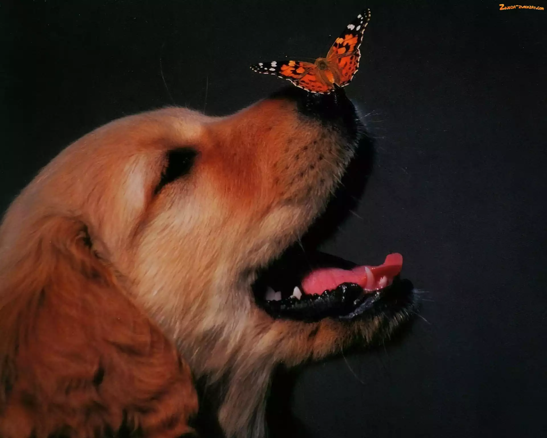 Nos, Pies, Motyl