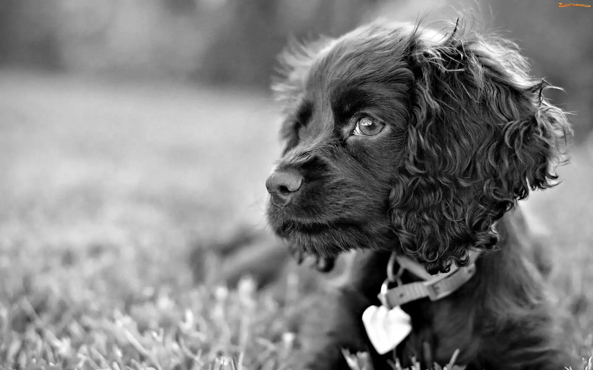 Uszy, Cocker spaniel angielski, Pies, Obroża