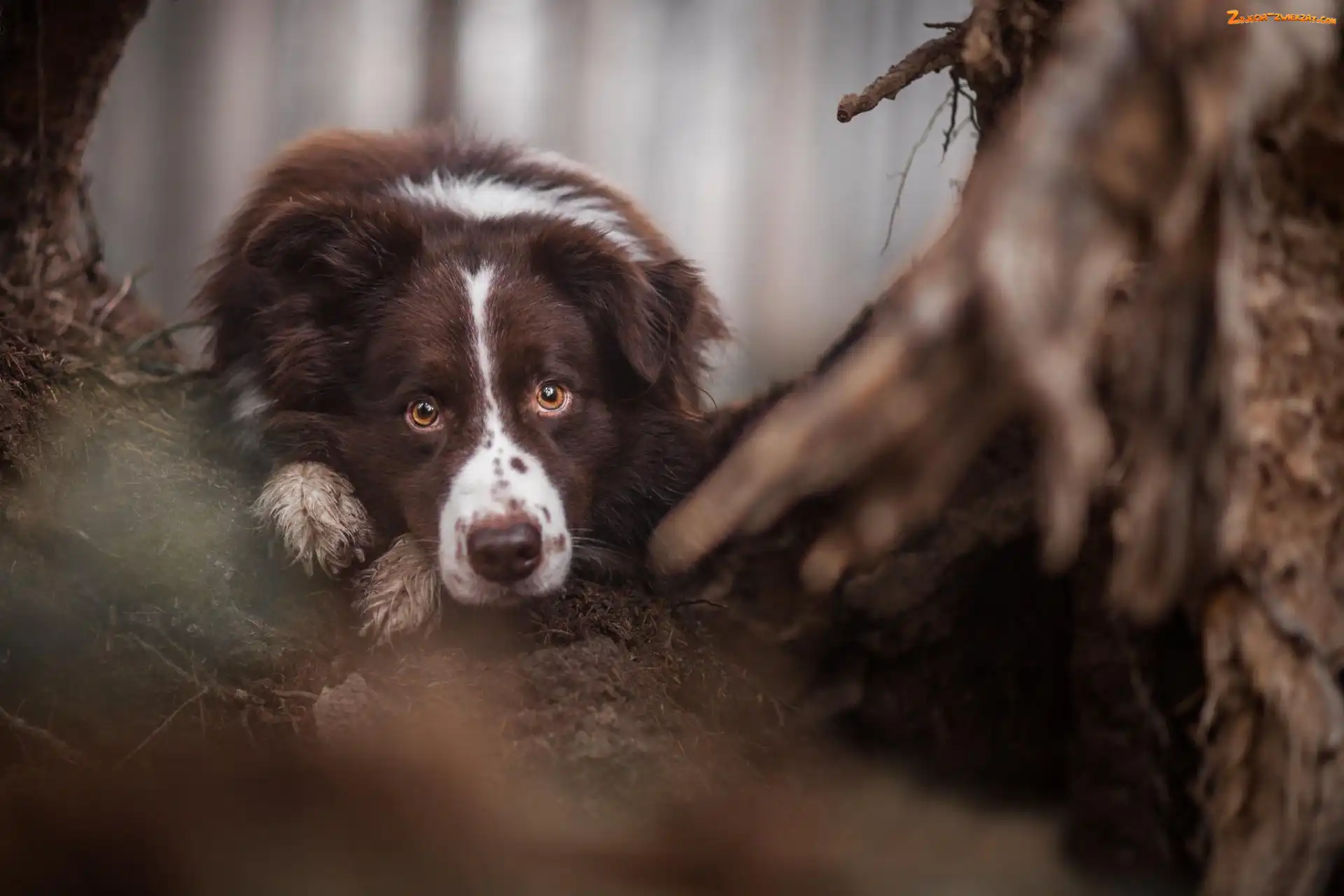 Border Collie, Pysk, Oczy