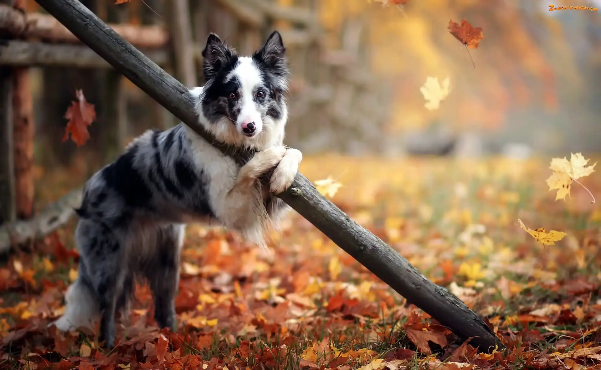 Ogrodzenie, Pies, Jesień, Drzewa, Border Collie, Liście