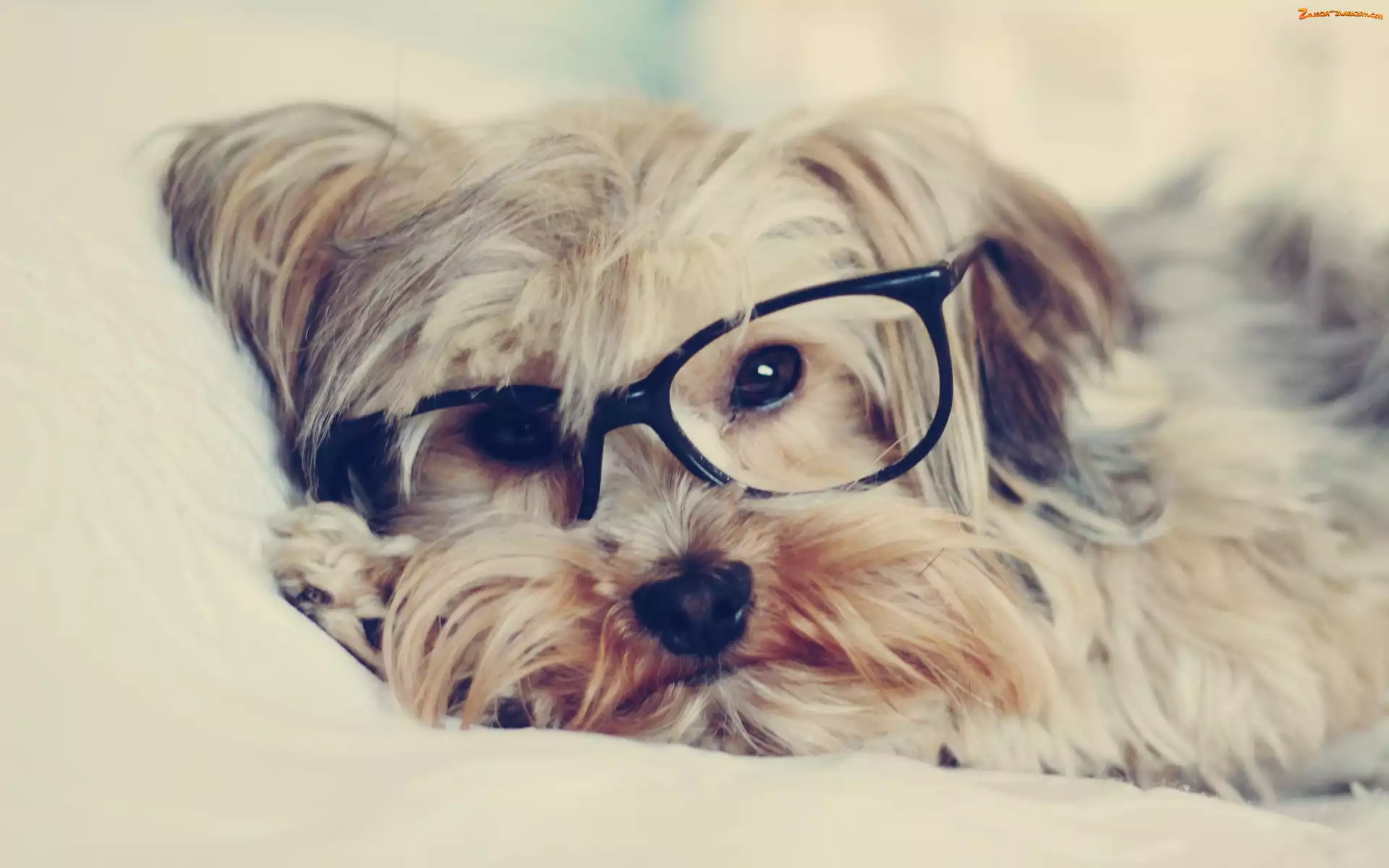 Yorkshire Terrier, Pies, Okulary