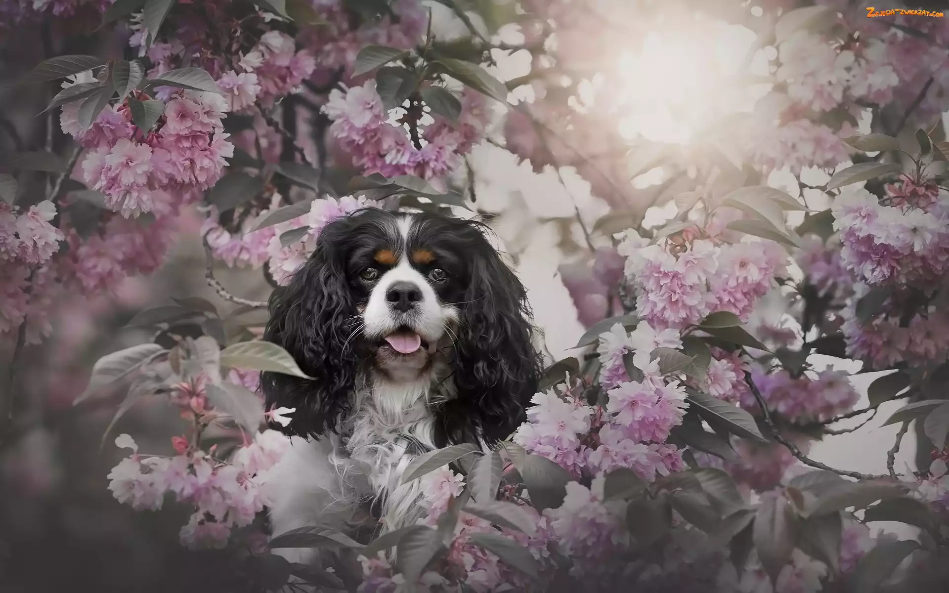 Gałązki, Różowe, Pies, Drzewo owocowe, Wiśnia, Cavalier king charles spaniel, Kwiaty