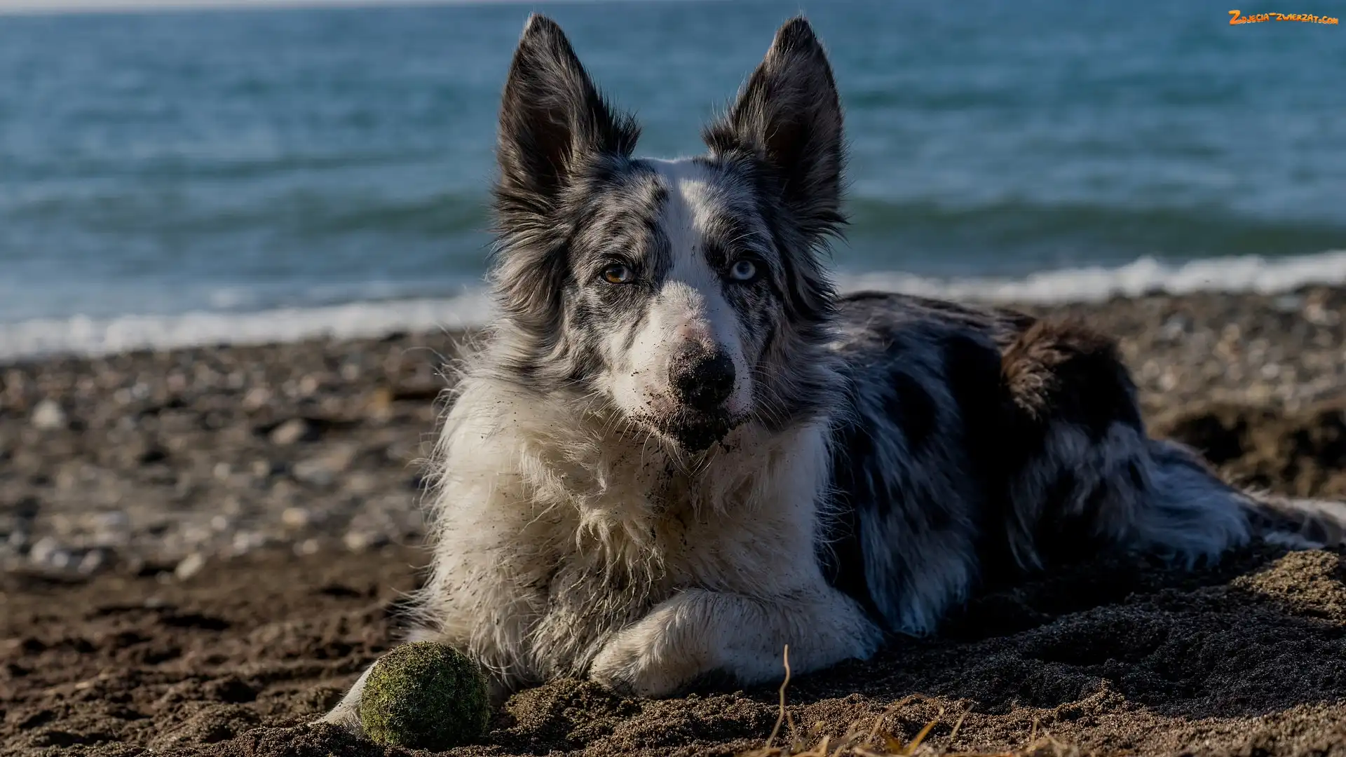 Piłeczka, Pies, Woda, Piasek, Border collie, Plaża
