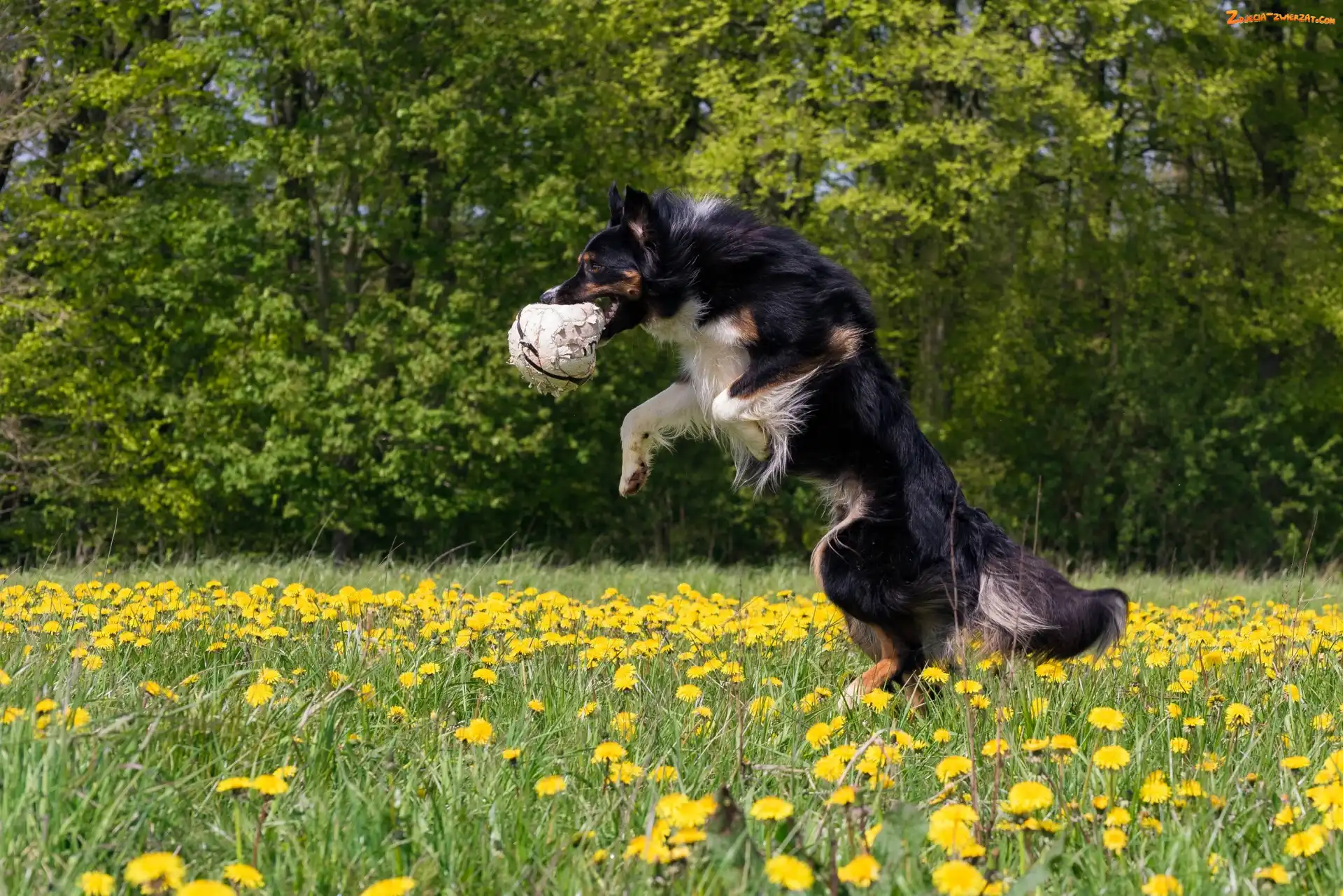Piłka, Pies, Kwiaty, Mniszek, Border collie, Łąka