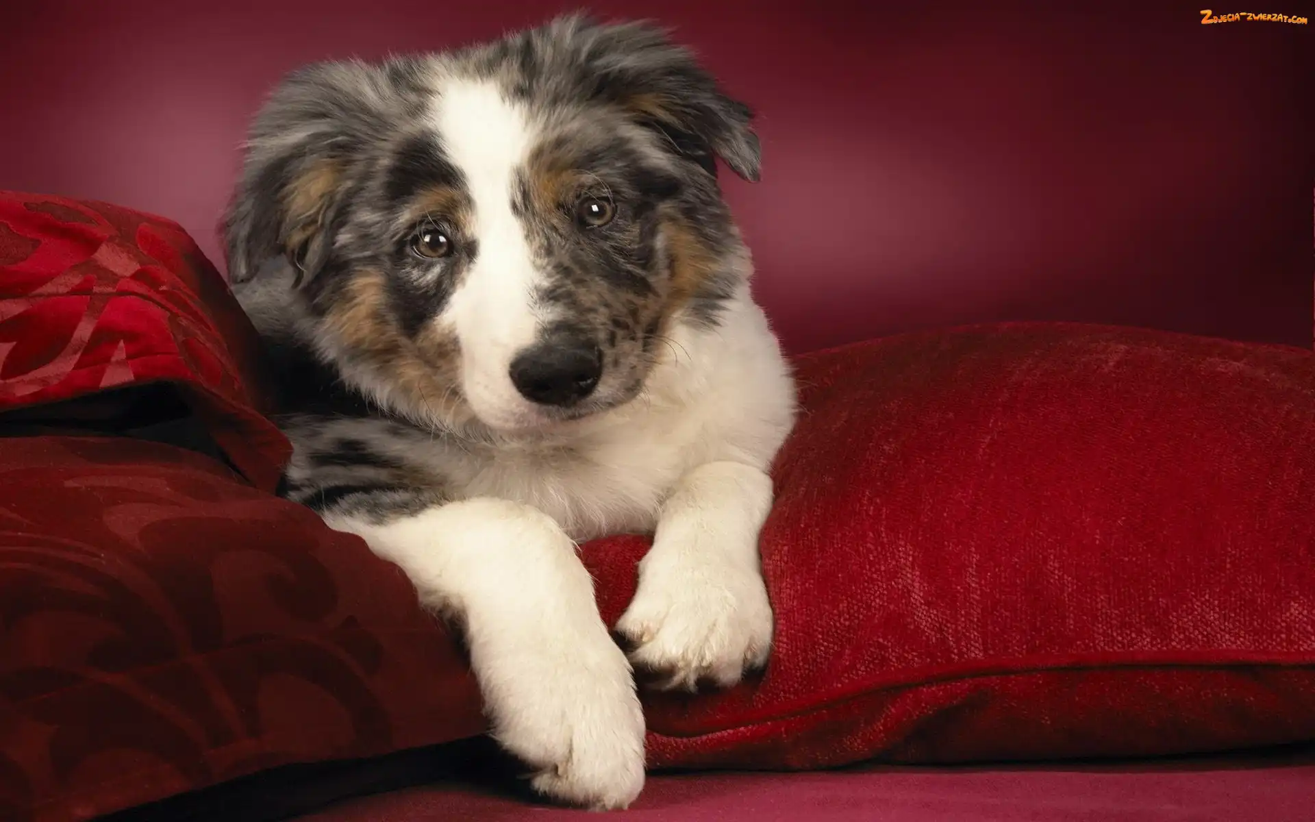 Owczarek australijski-australian shepherd