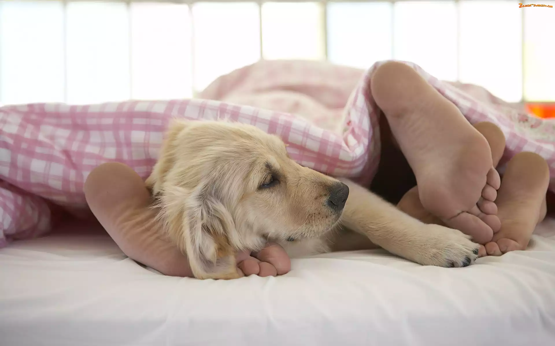Pościel, Stopy, Golden retriever, Pies, Szczeniak
