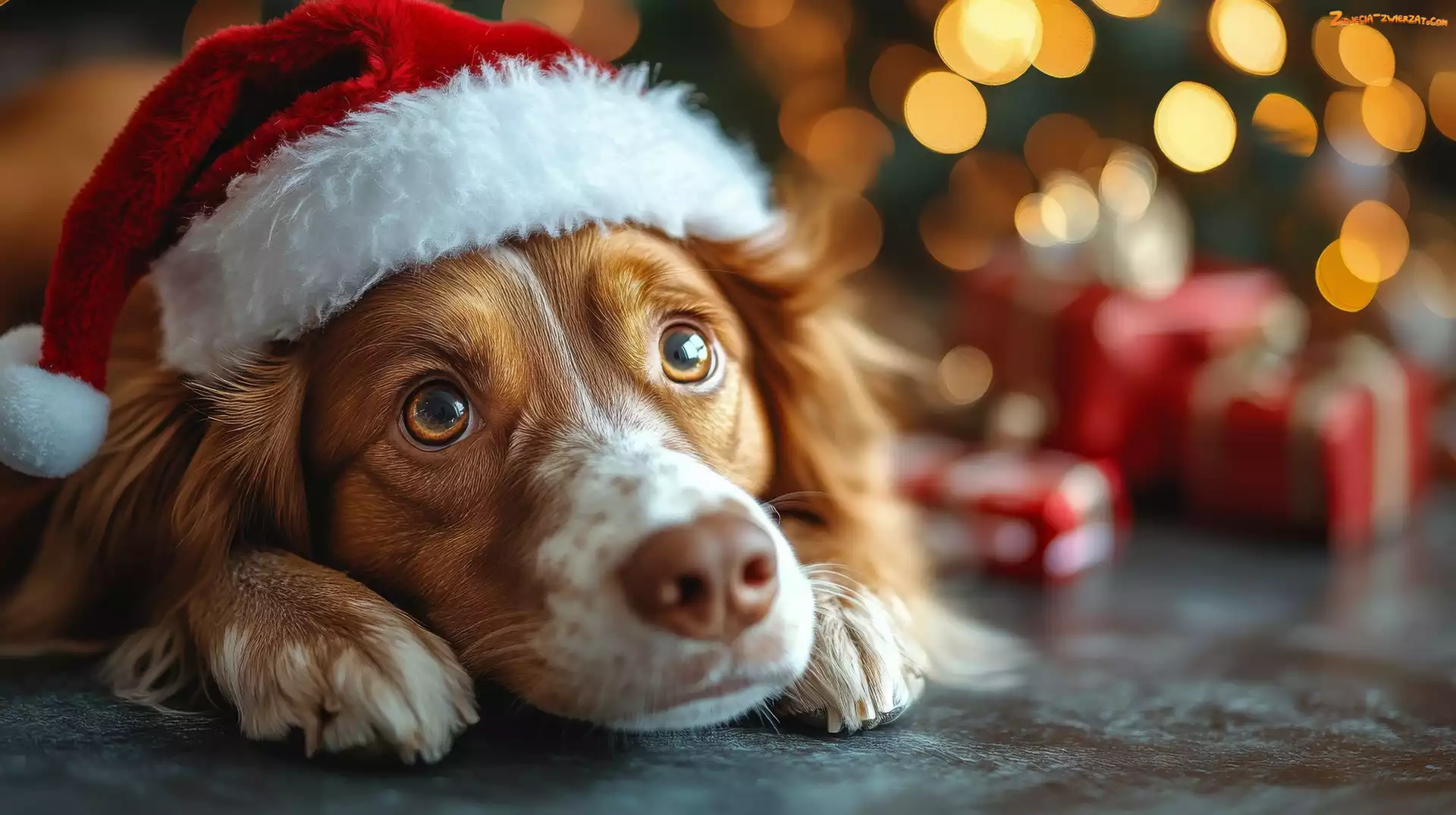 Mikołaja, Czapka, Prezenty, Pies, Springer spaniel walijski